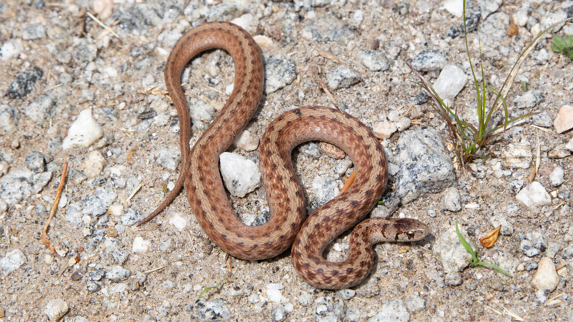 Northern Brown Snake