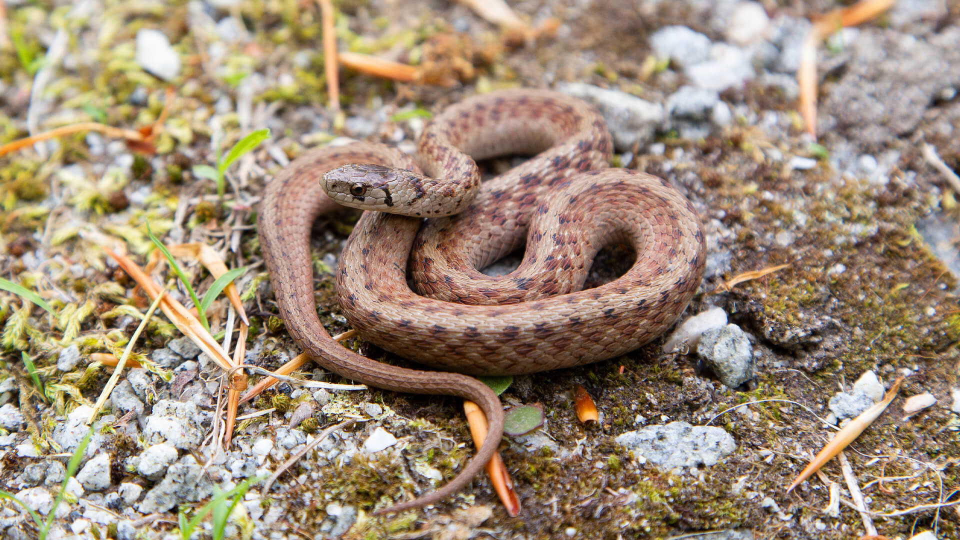 Northern Brown Snake