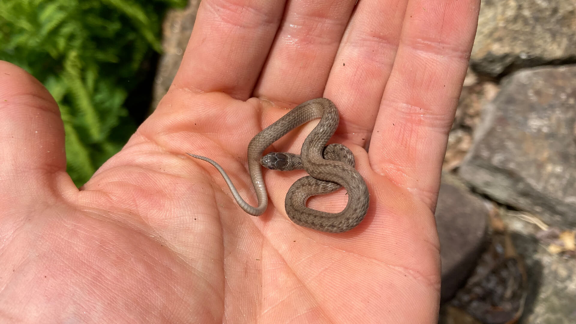 Baby Northern Brown Snake