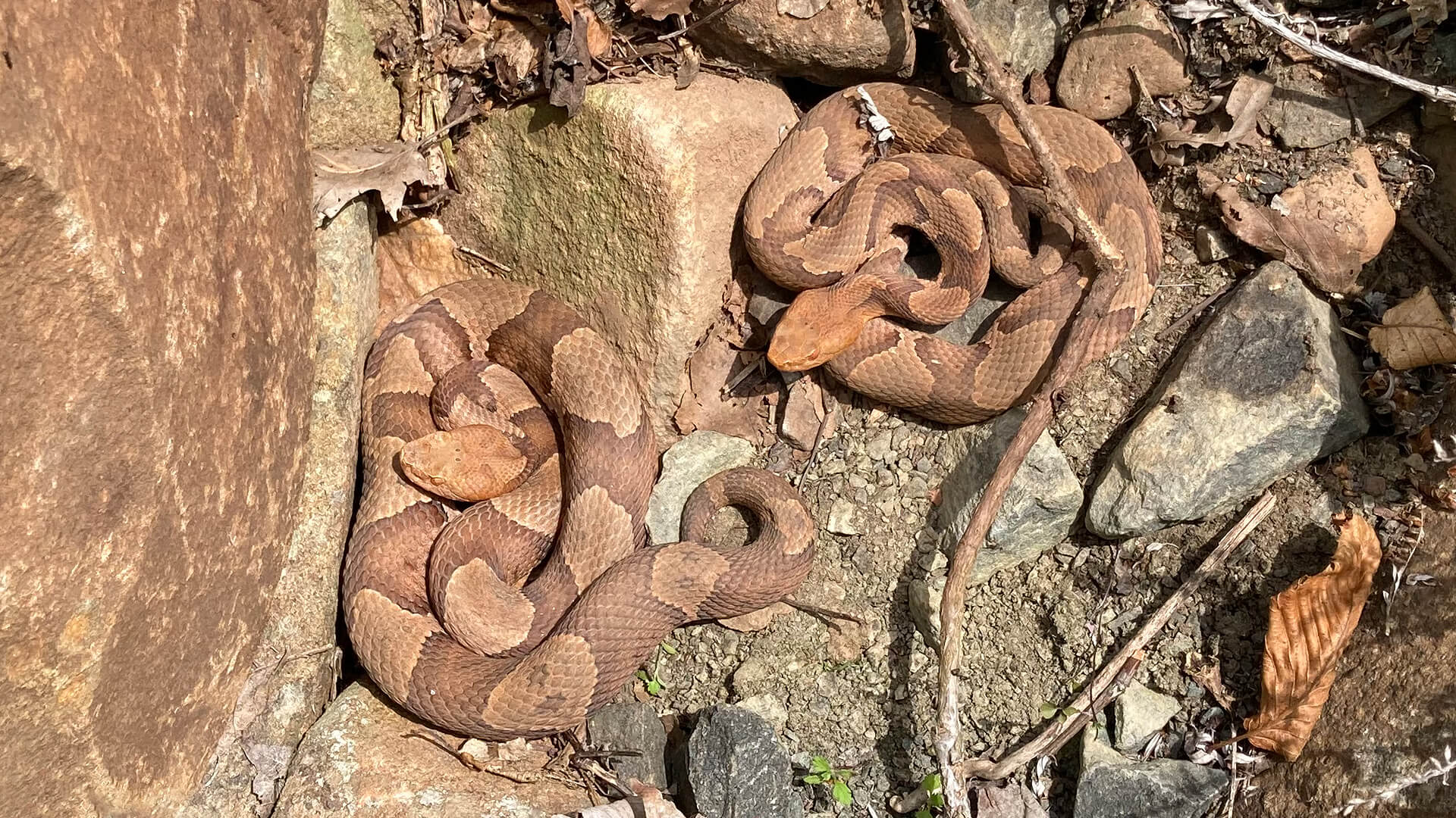 Eastern Copperheads