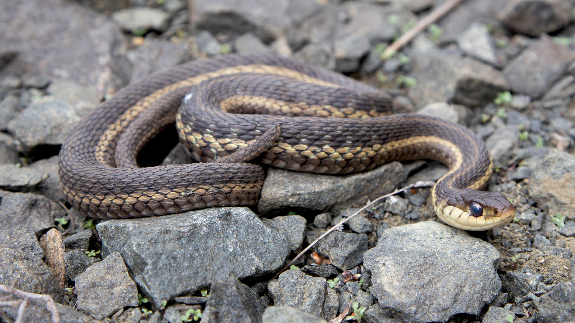 Eastern Garter Snake
