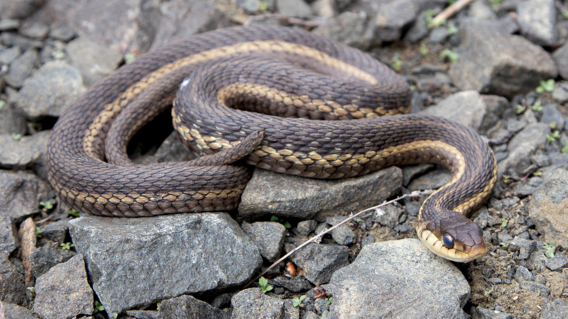 Eastern Garter Snake