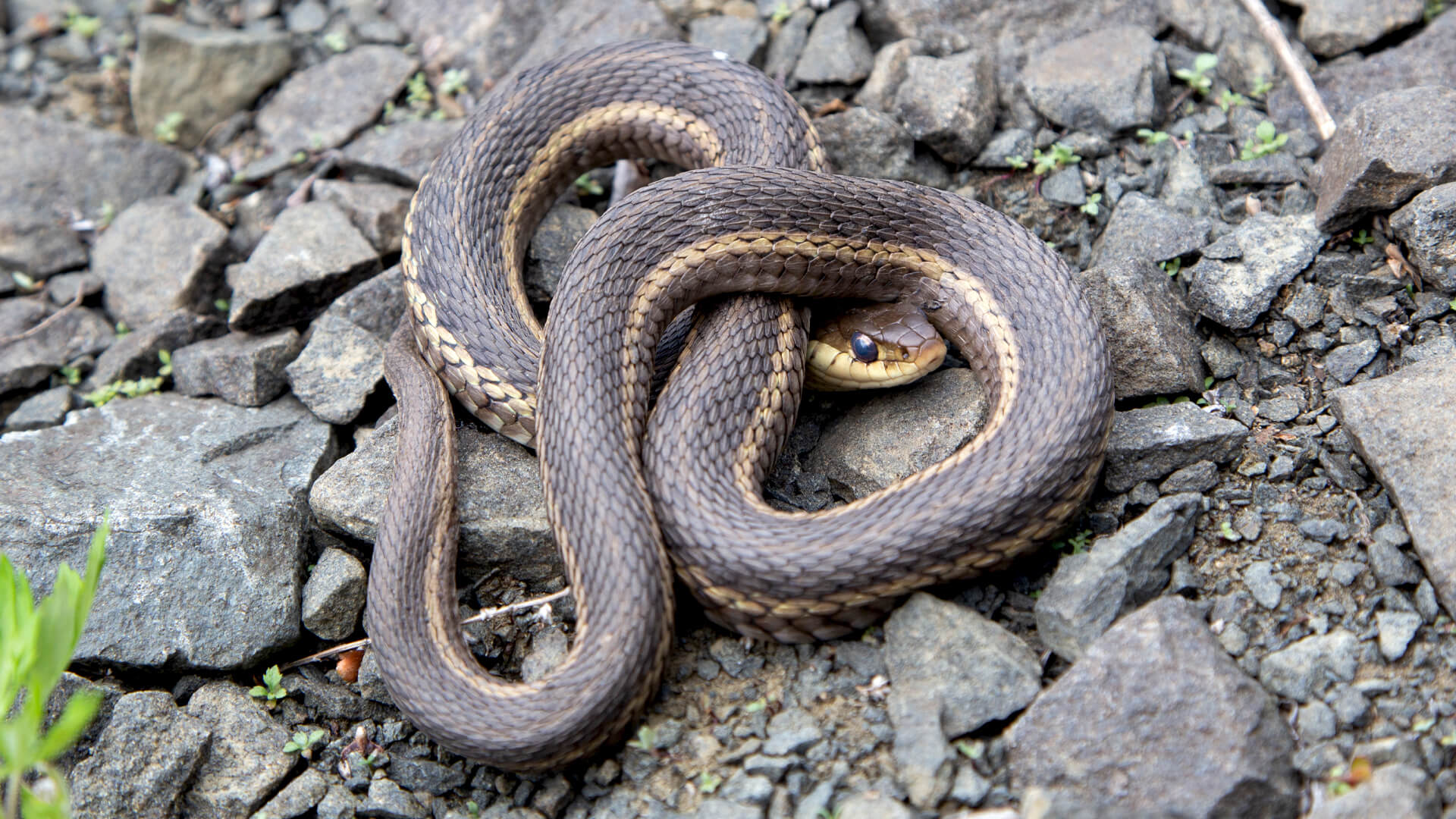 Eastern Garter Snake