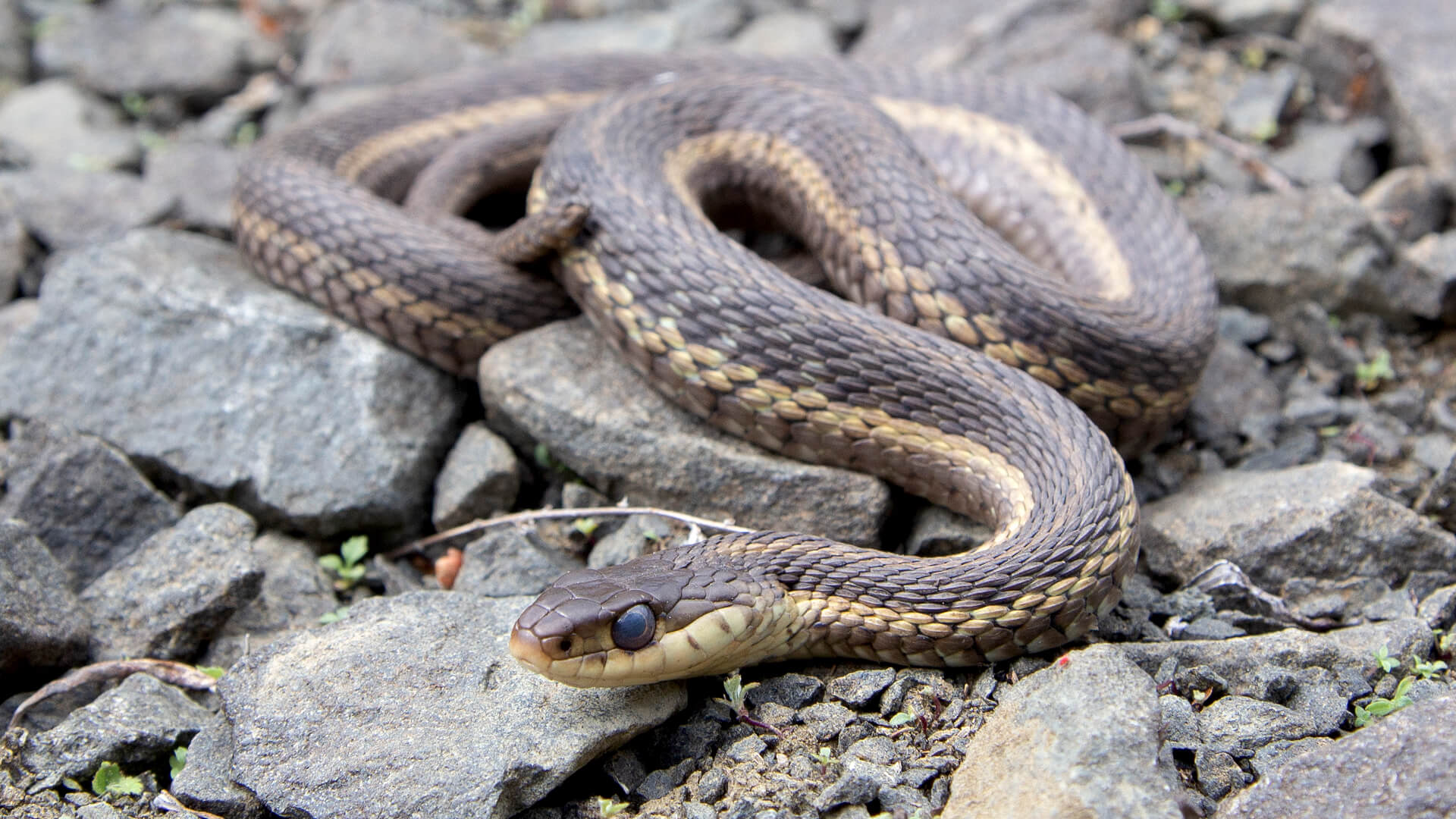Eastern Garter Snake