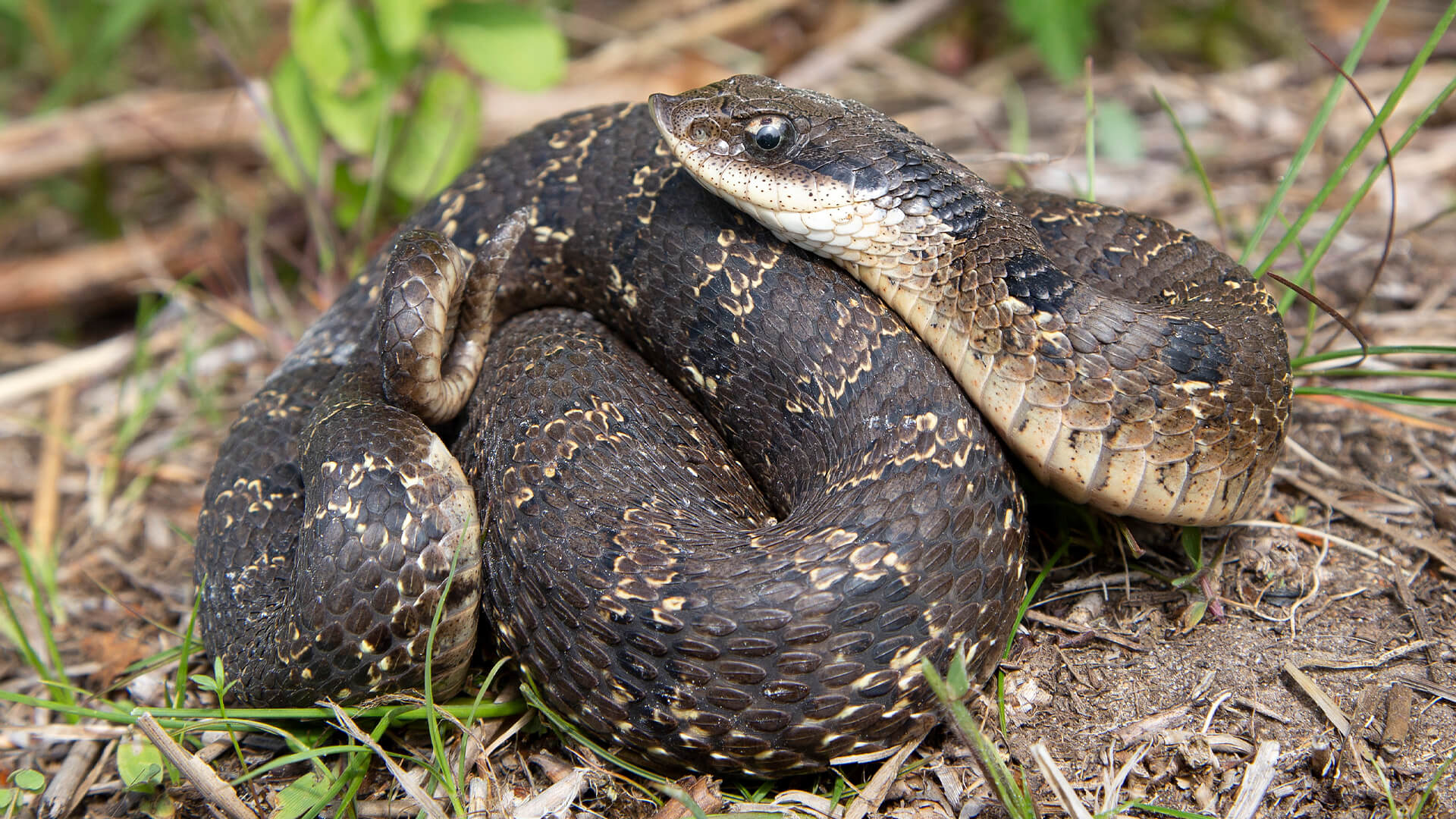 Eastern Hognose Snake