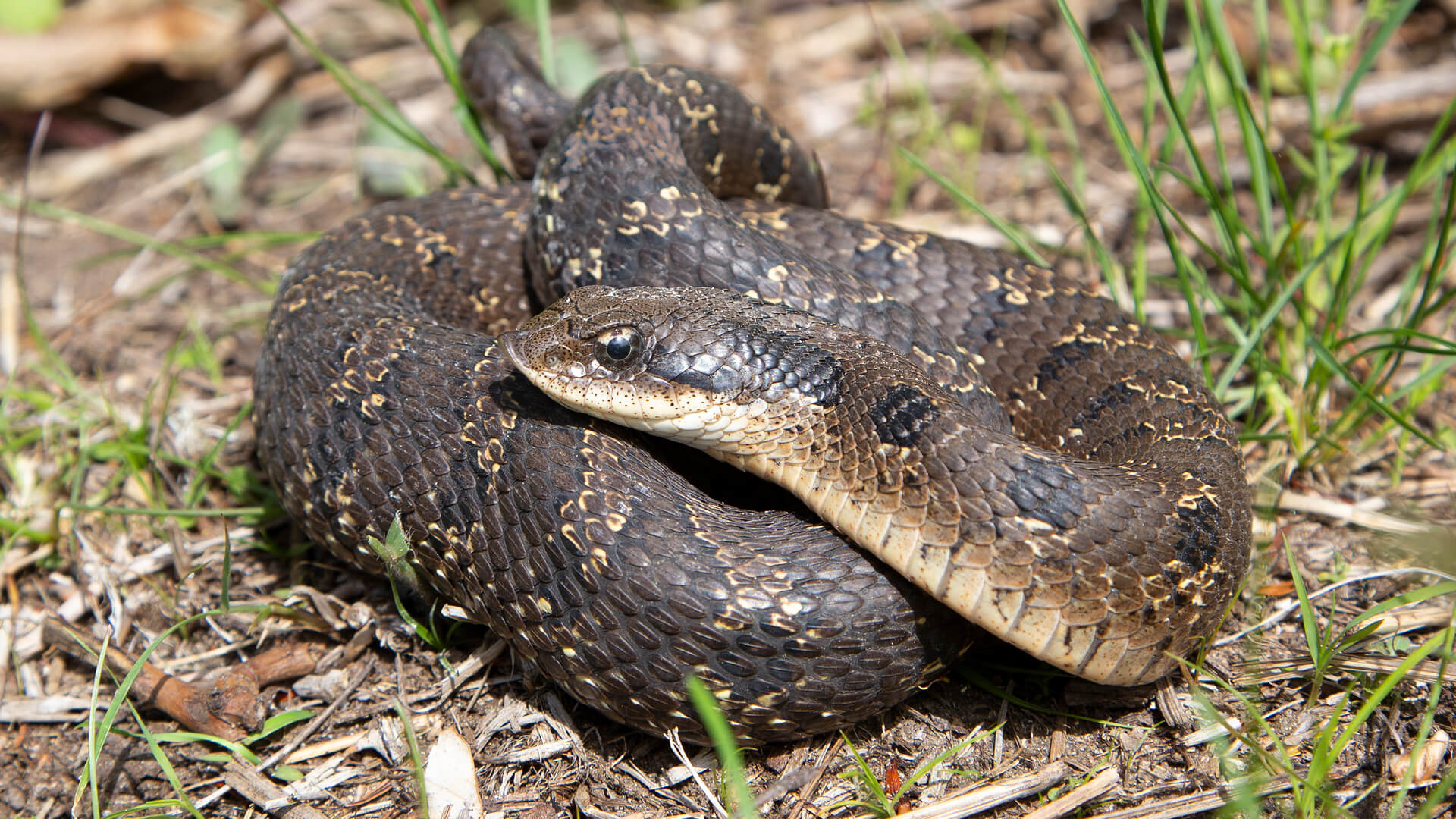 Eastern Hognose Snake