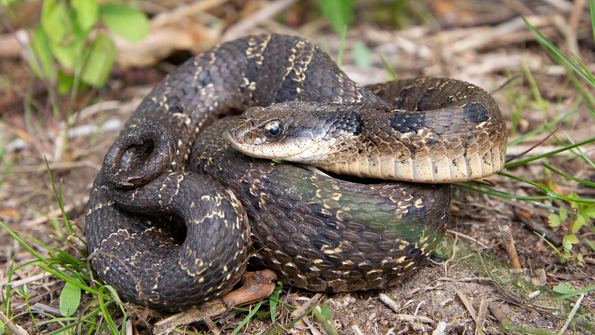 Eastern Hognose Snake