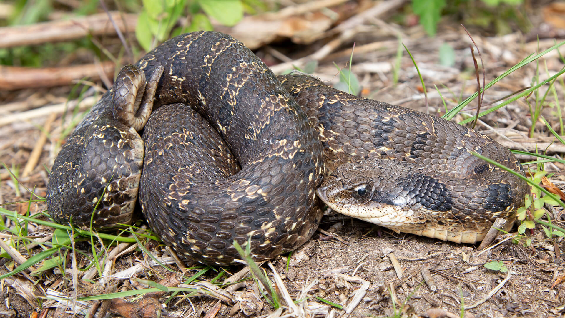 Eastern Hognose Snake