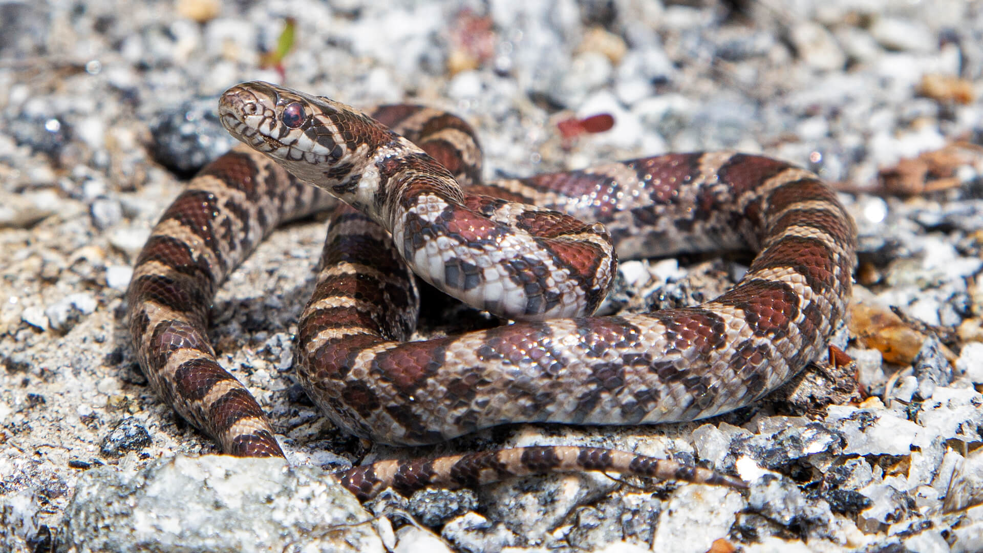 Eastern Milk Snake