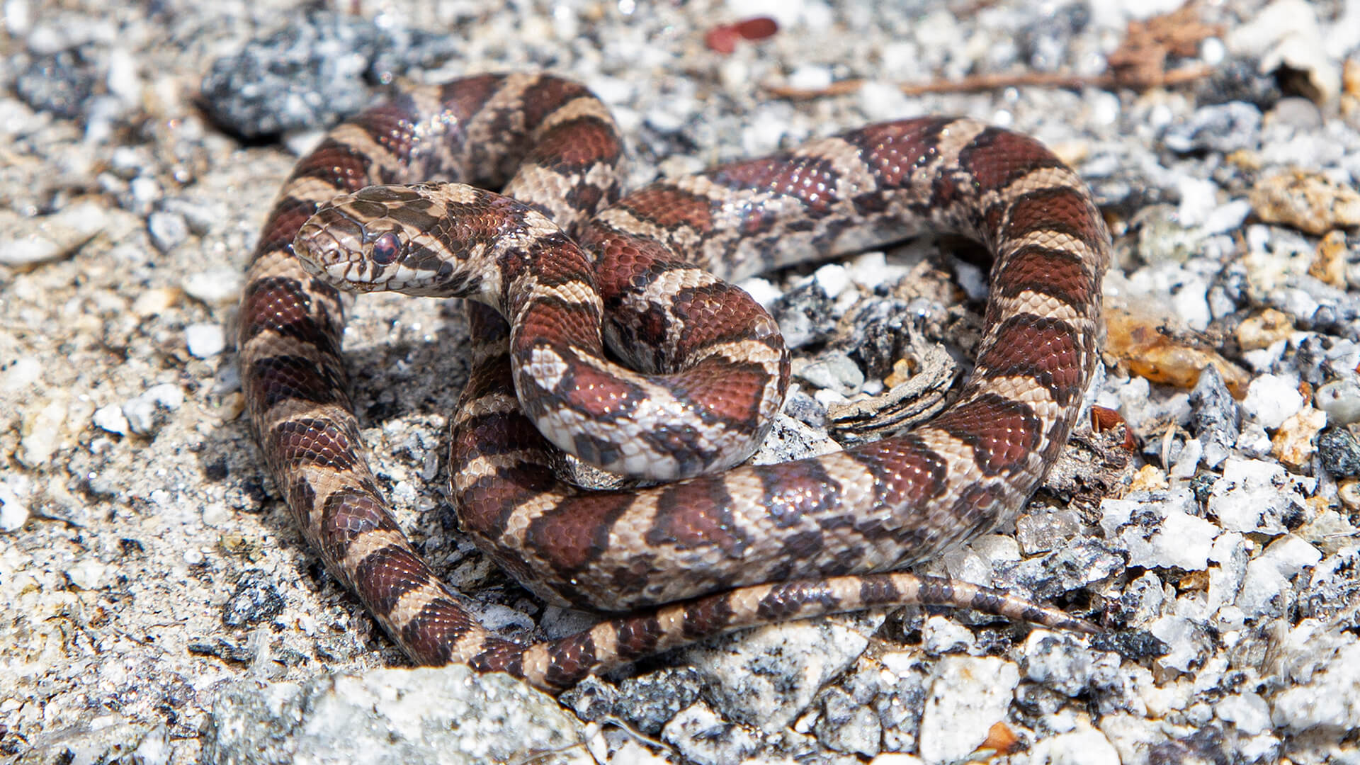 Eastern Milk Snake