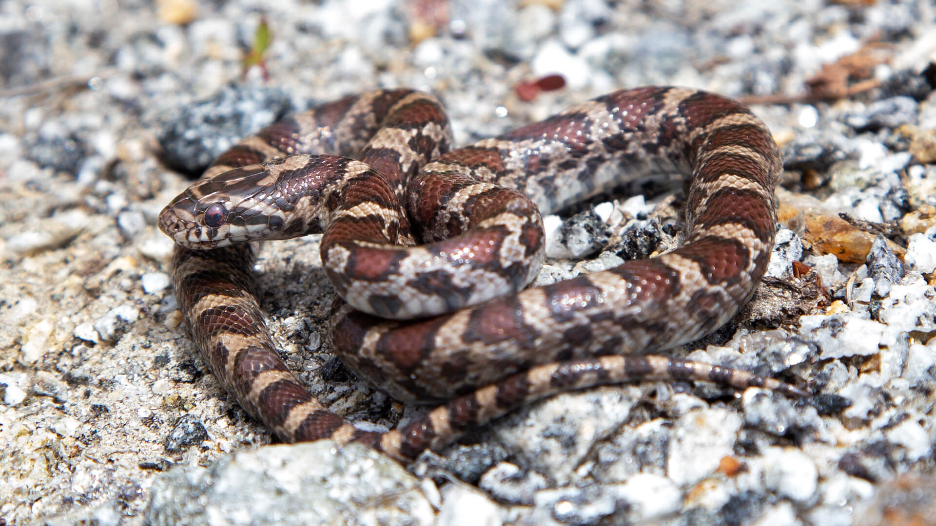 Eastern Milk Snake