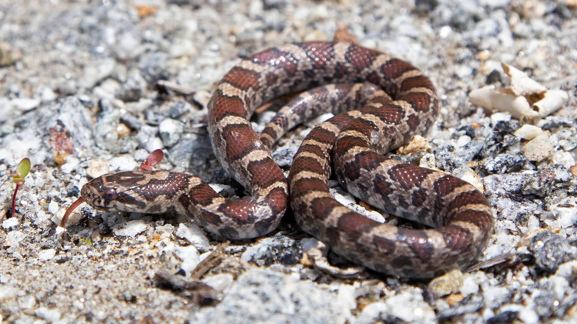 Eastern Milk Snake