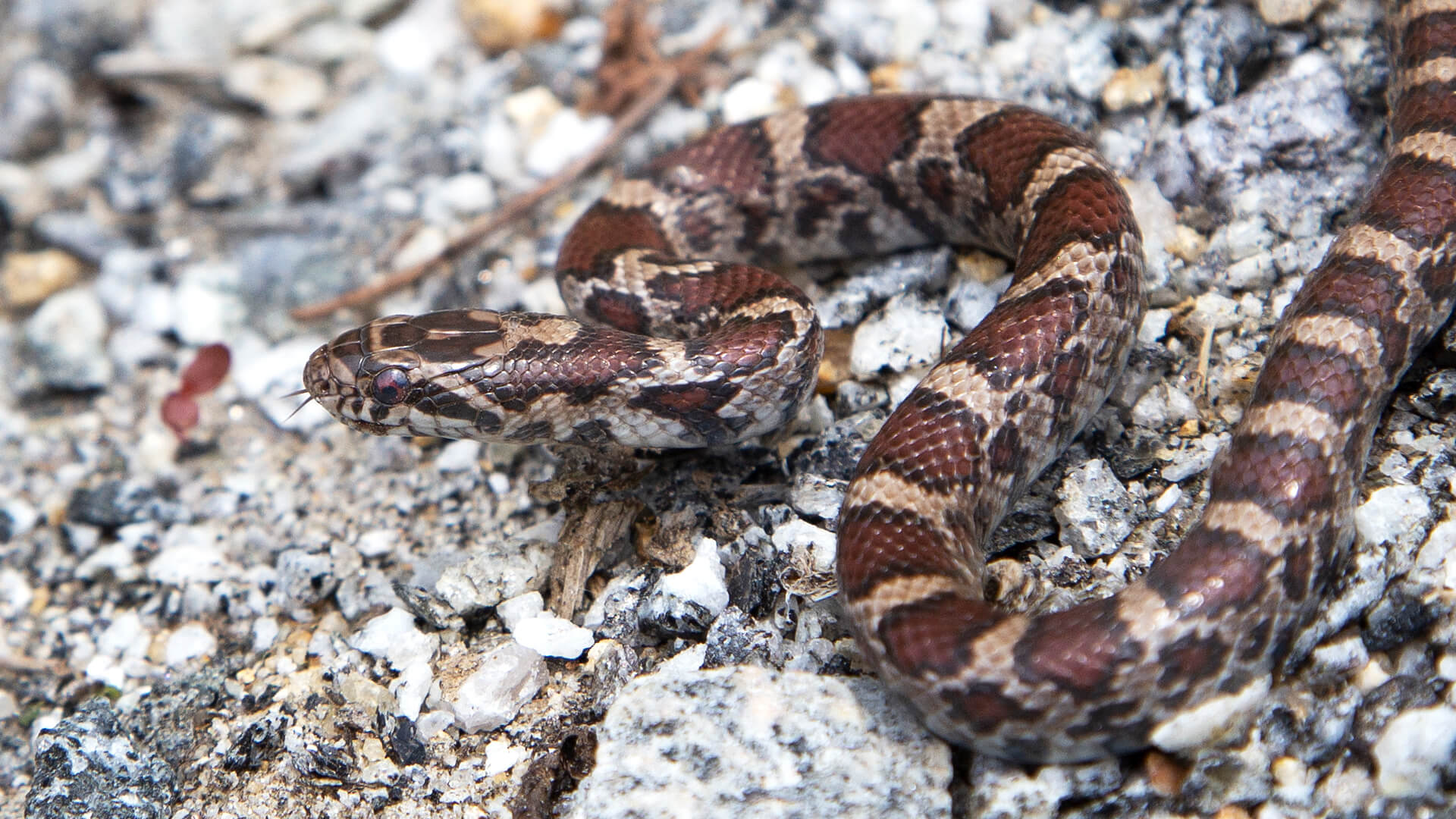 Eastern Milk Snake