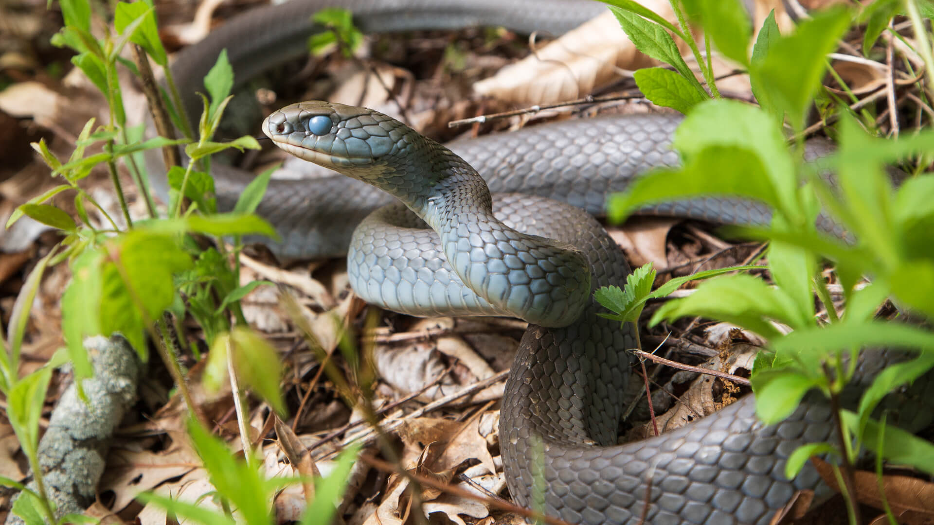 Northern Black Racer