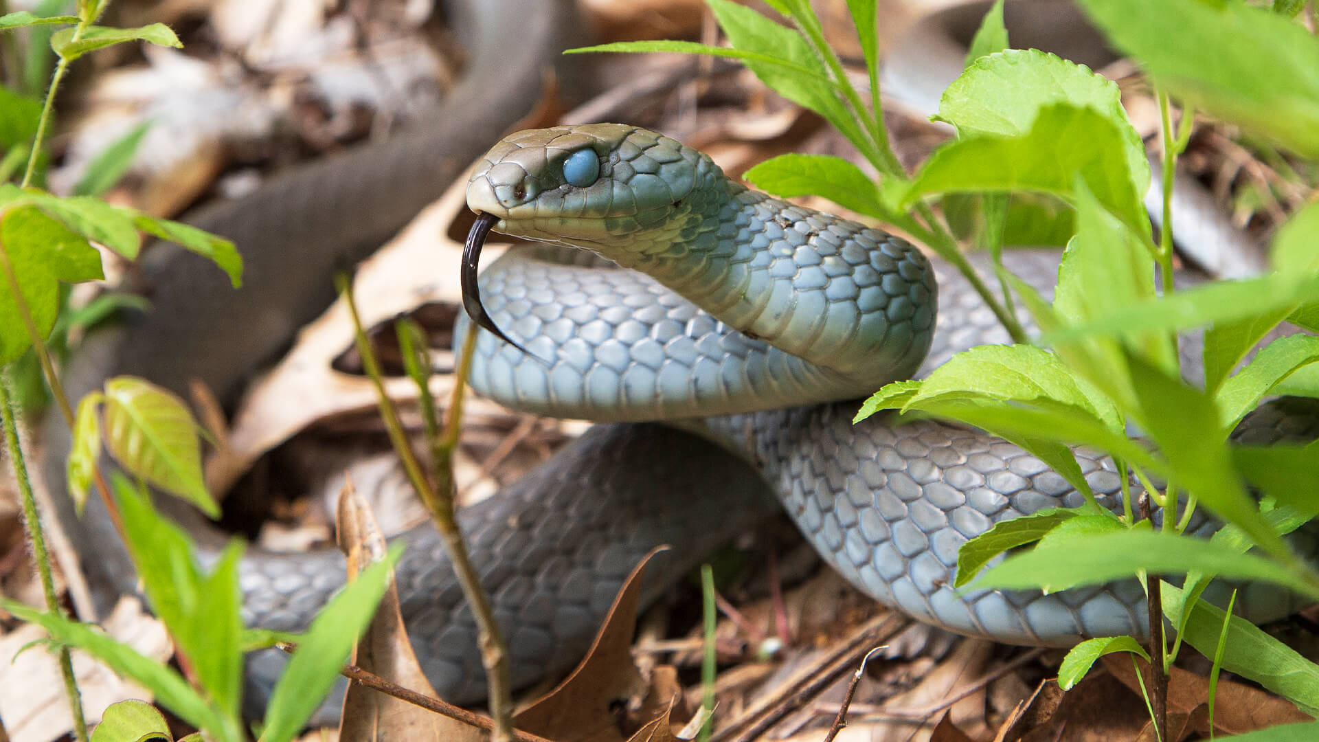 Northern Black Racer