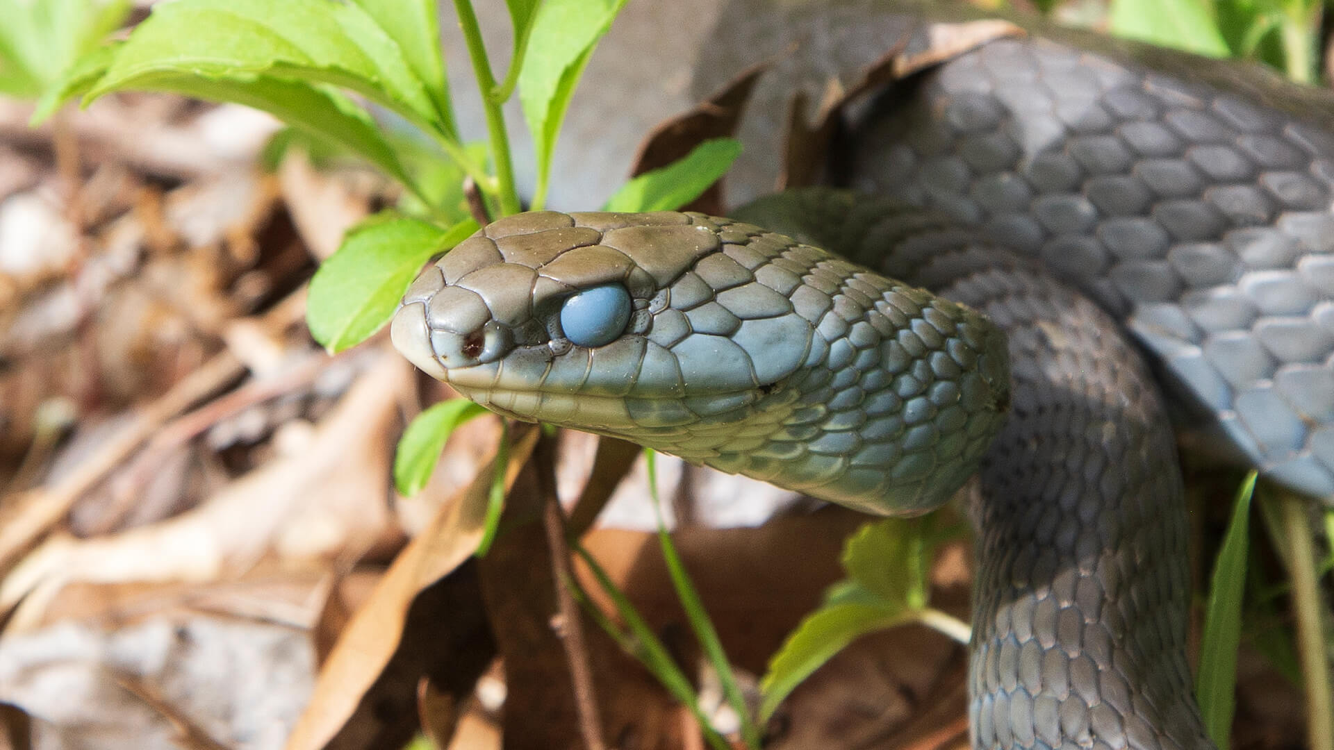 Northern Black Racer