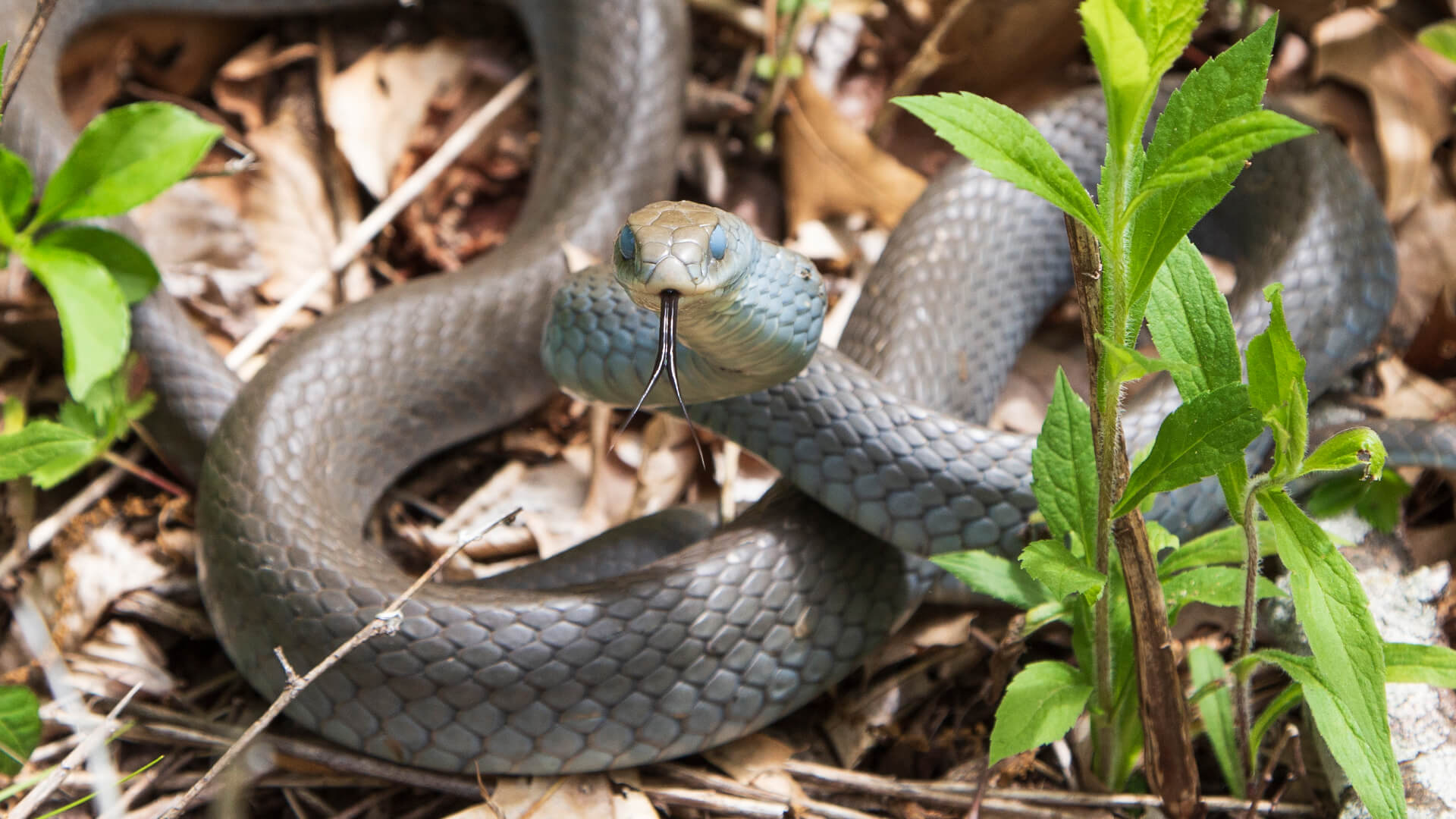 Northern Black Racer