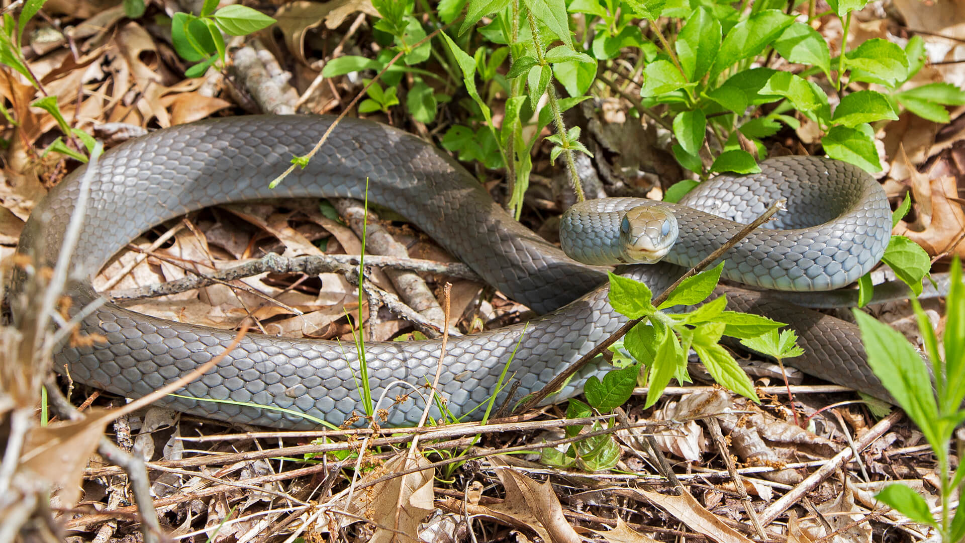 Northern Black Racer