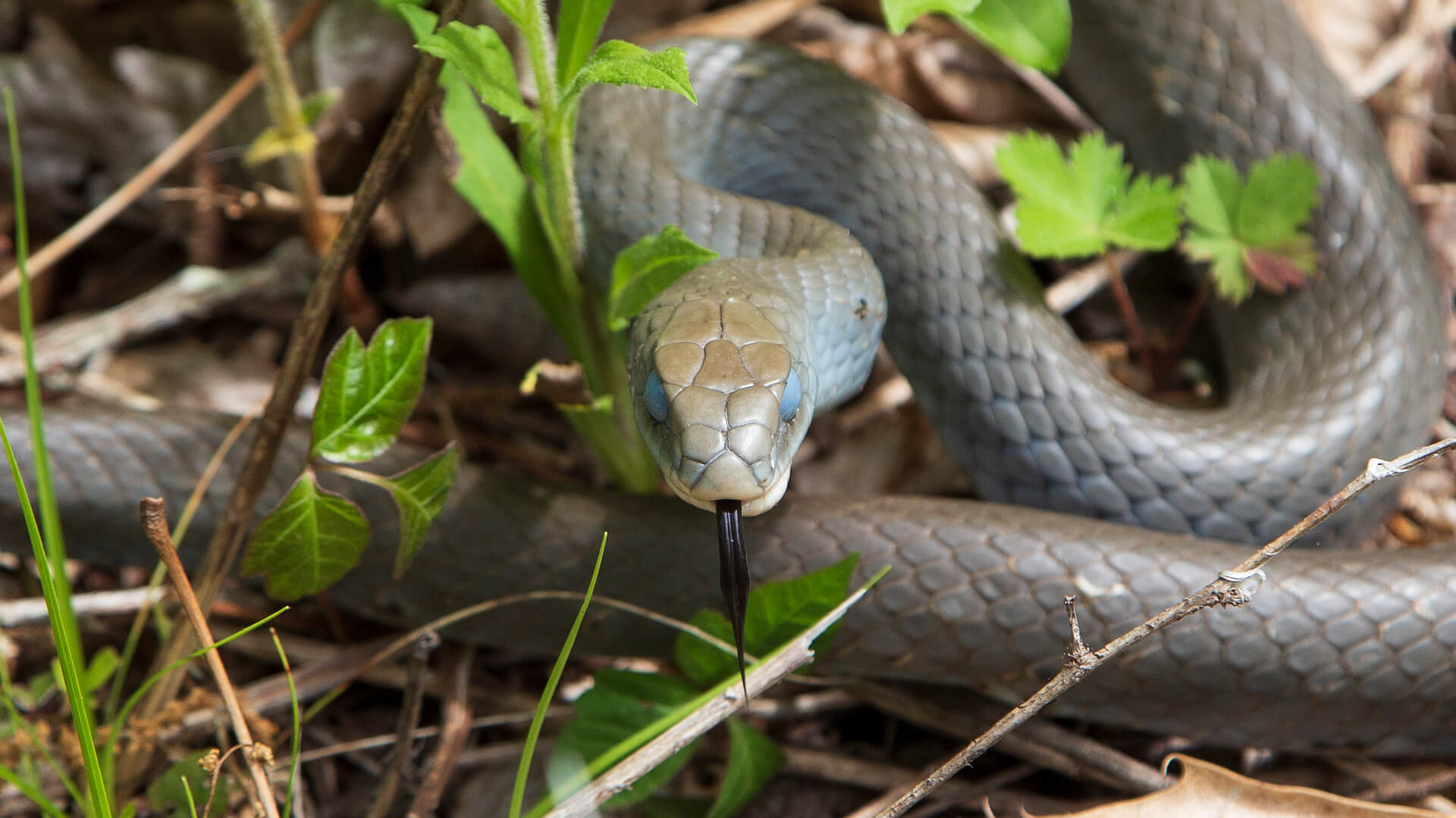 Northern Black Racer