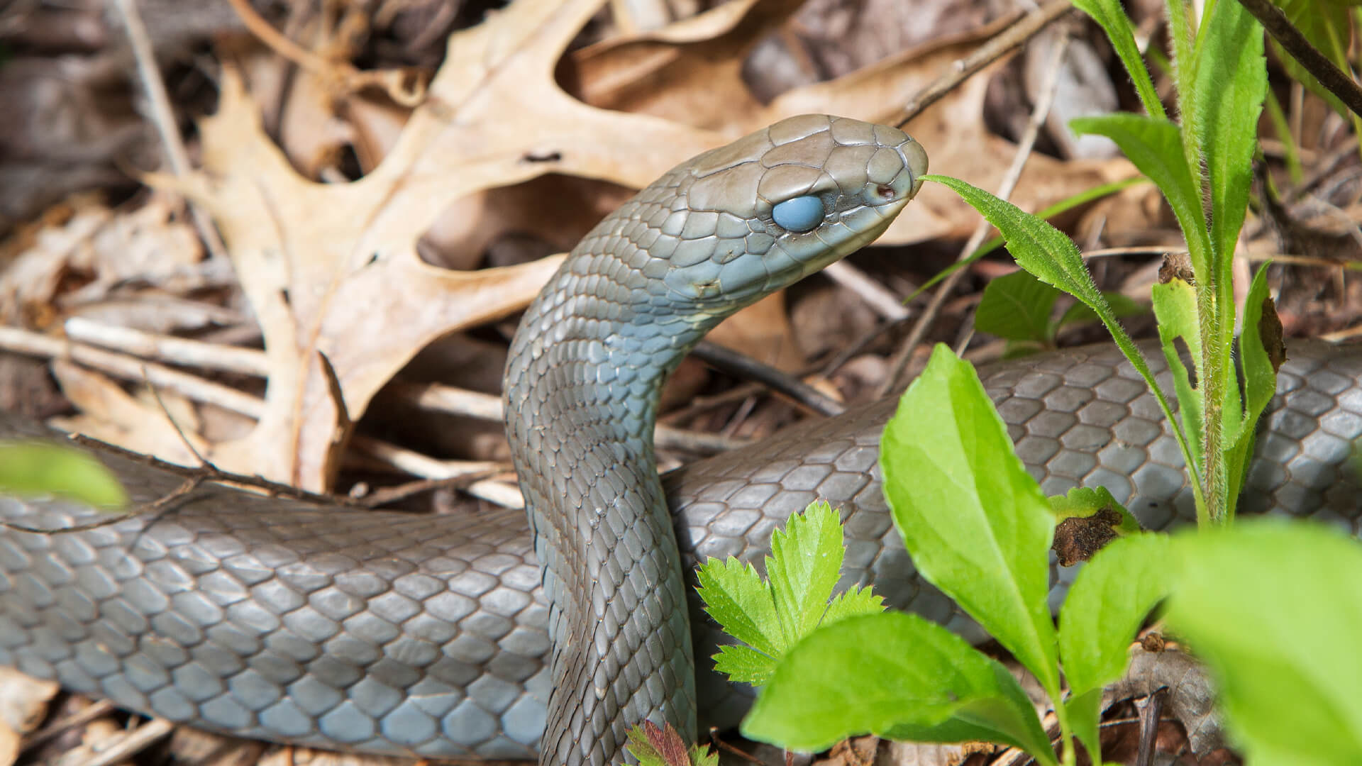 Northern Black Racer