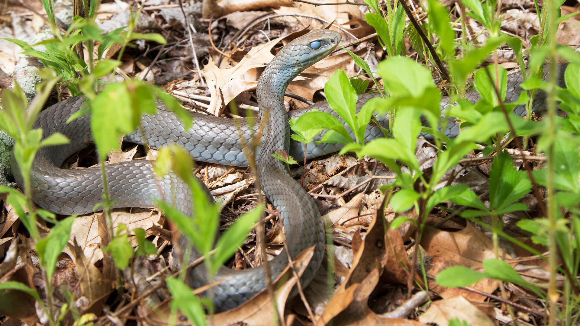 Northern Black Racer