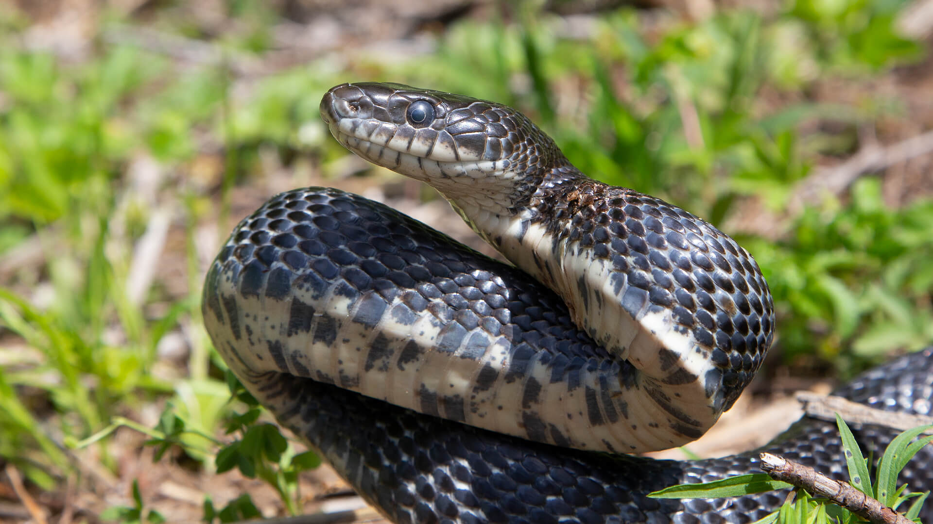 Eastern Rat Snake