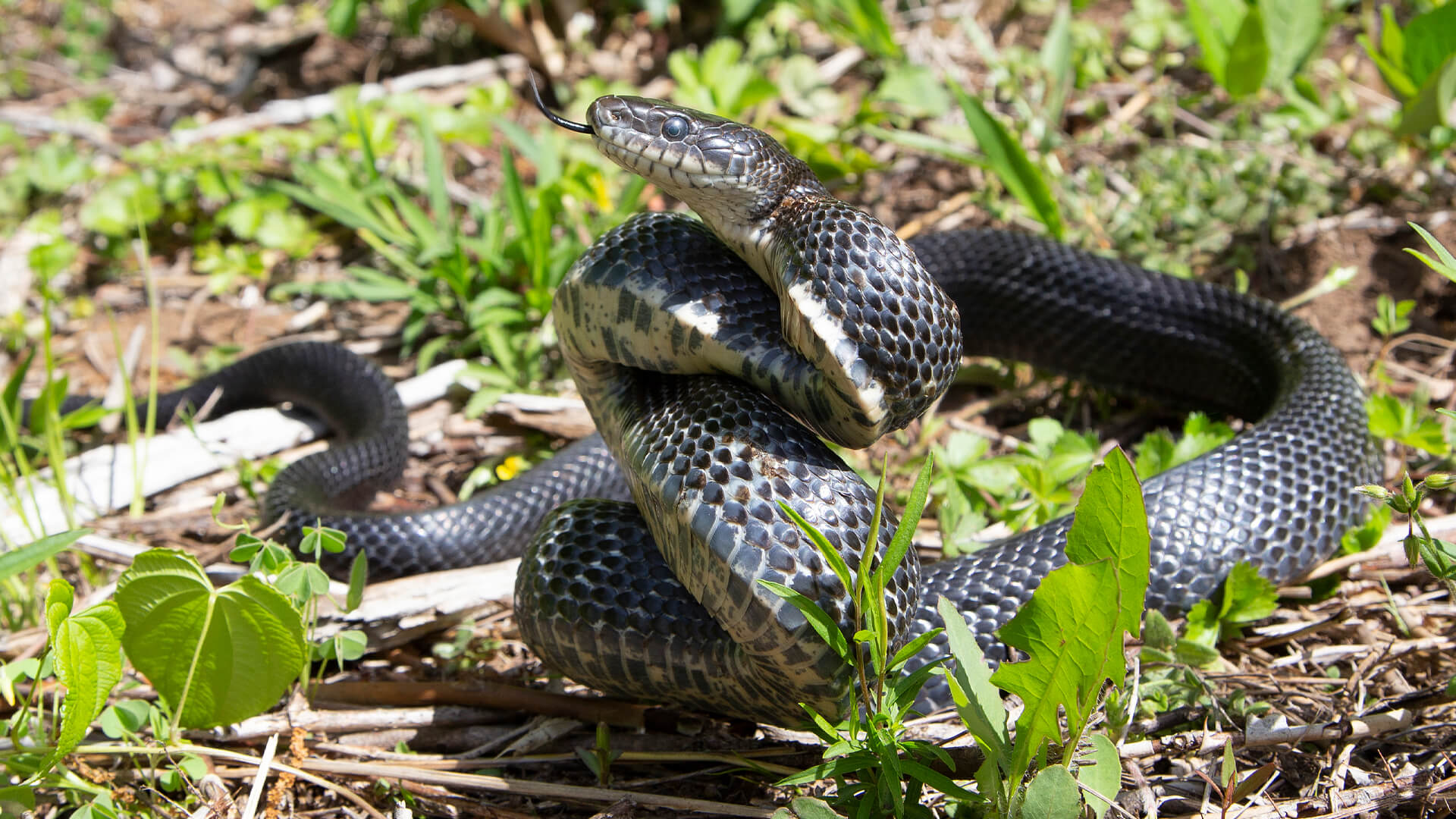 Eastern Rat Snake