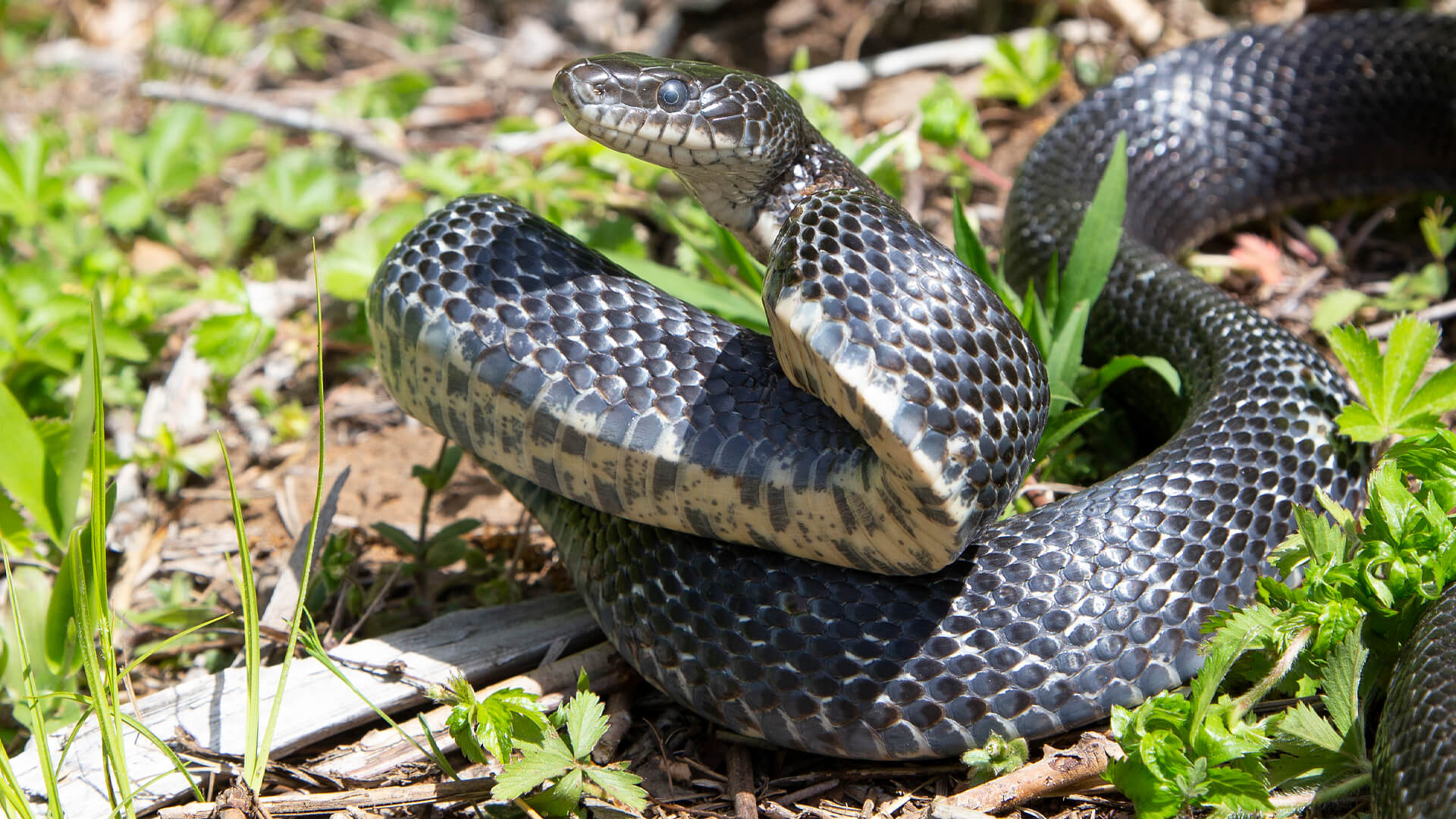 Eastern Rat Snake