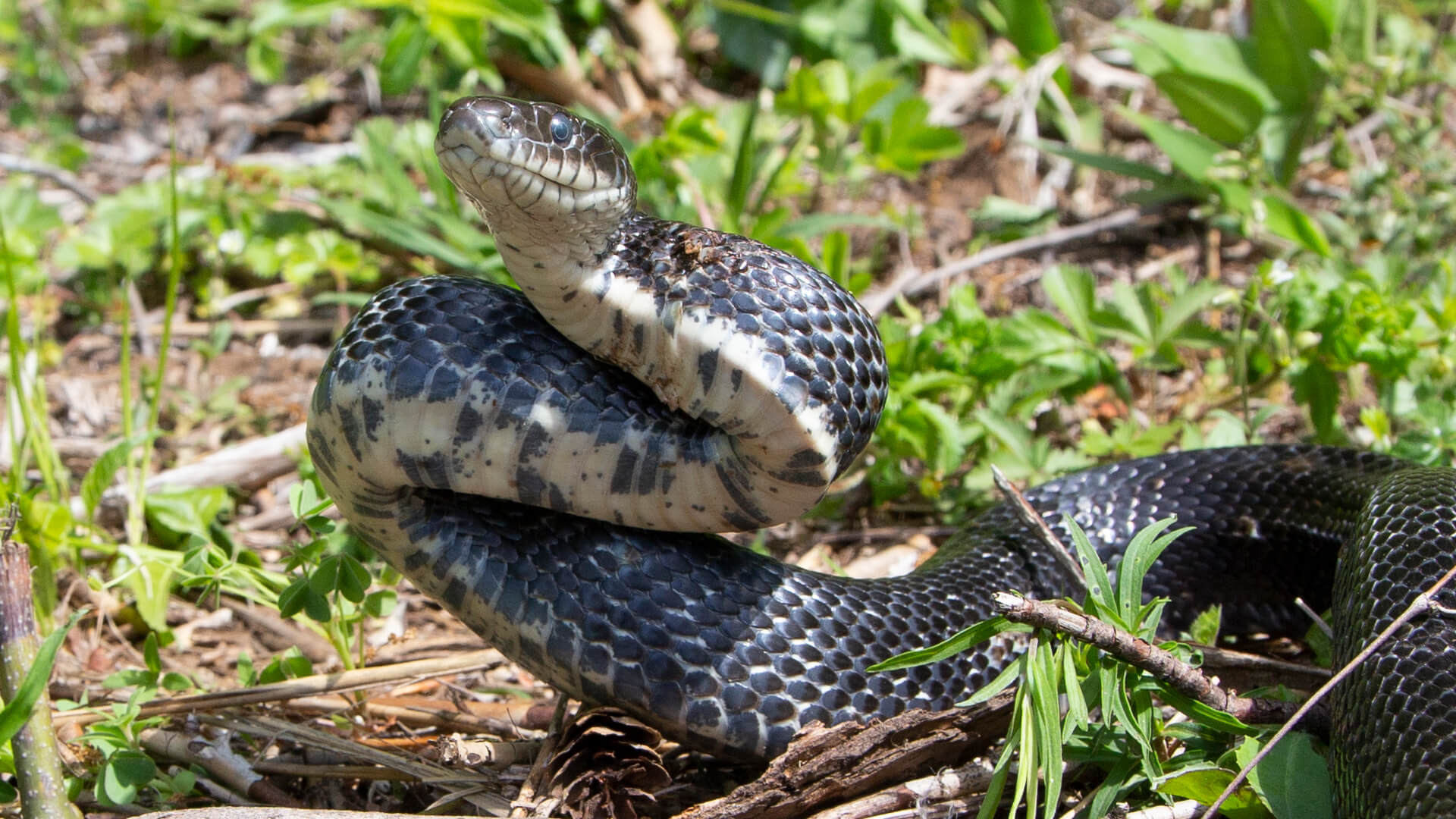 Eastern Rat Snake