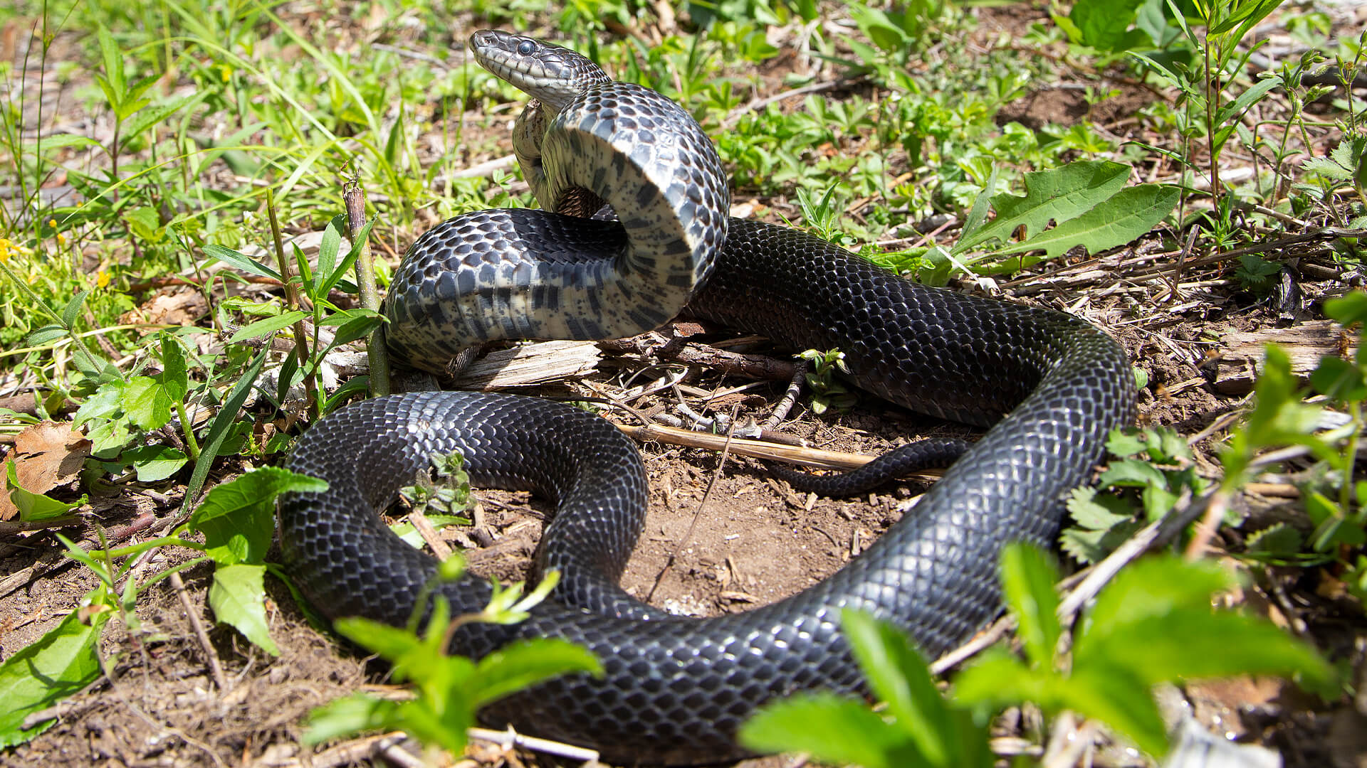 Eastern Rat Snake