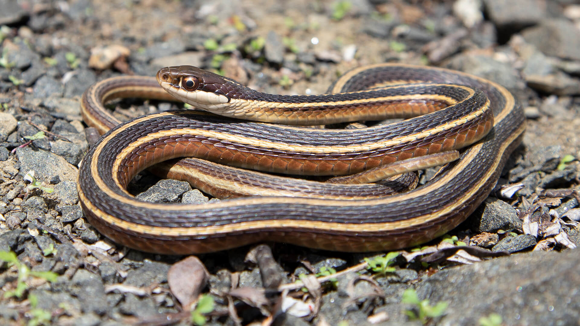Eastern Ribbon Snake