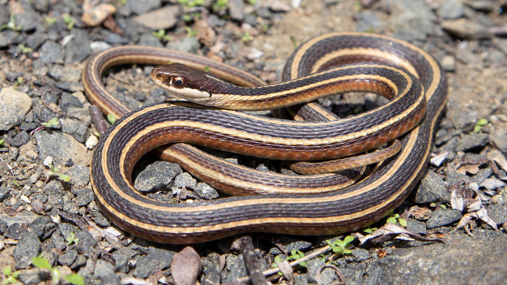 Eastern Ribbon Snake