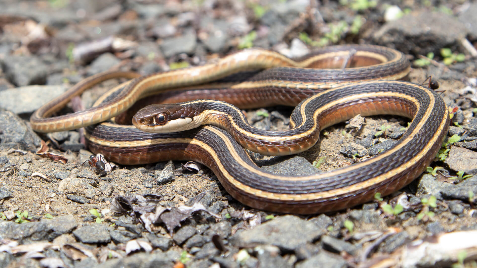 Eastern Ribbon Snake