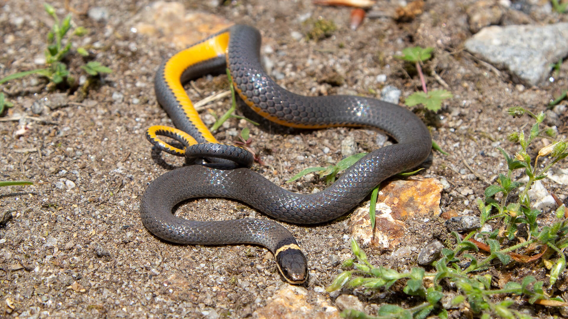 Northern Ringneck Snake