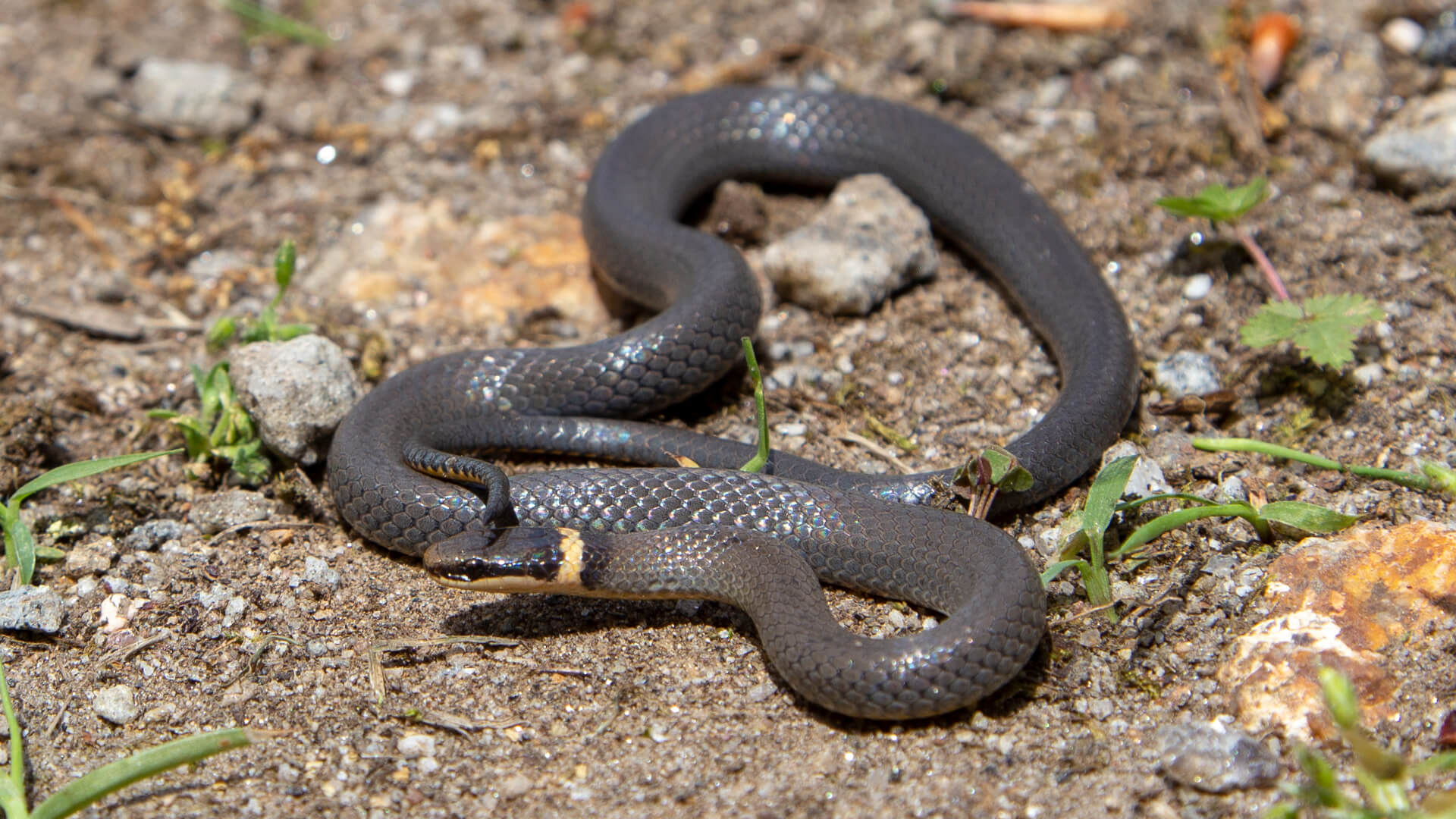 Northern Ringneck Snake