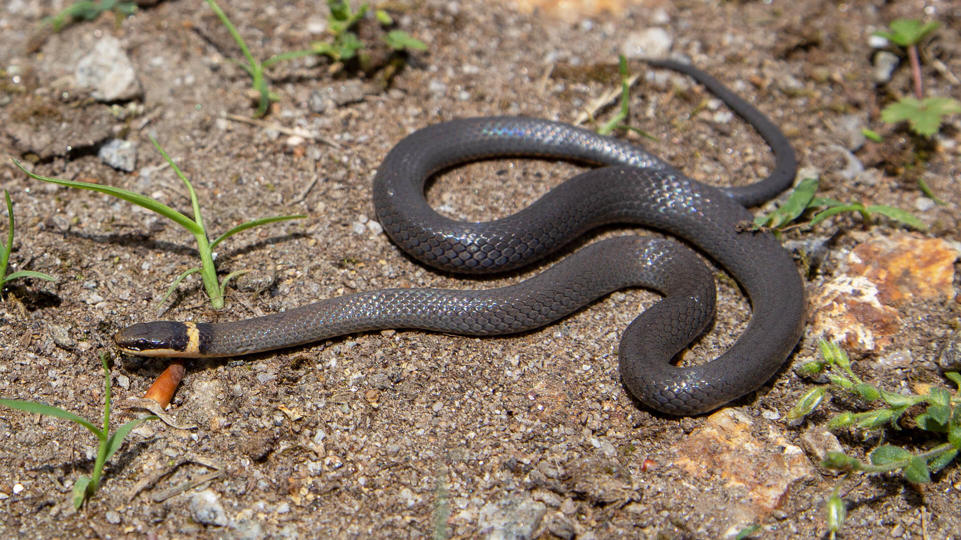 Northern Ringneck Snake