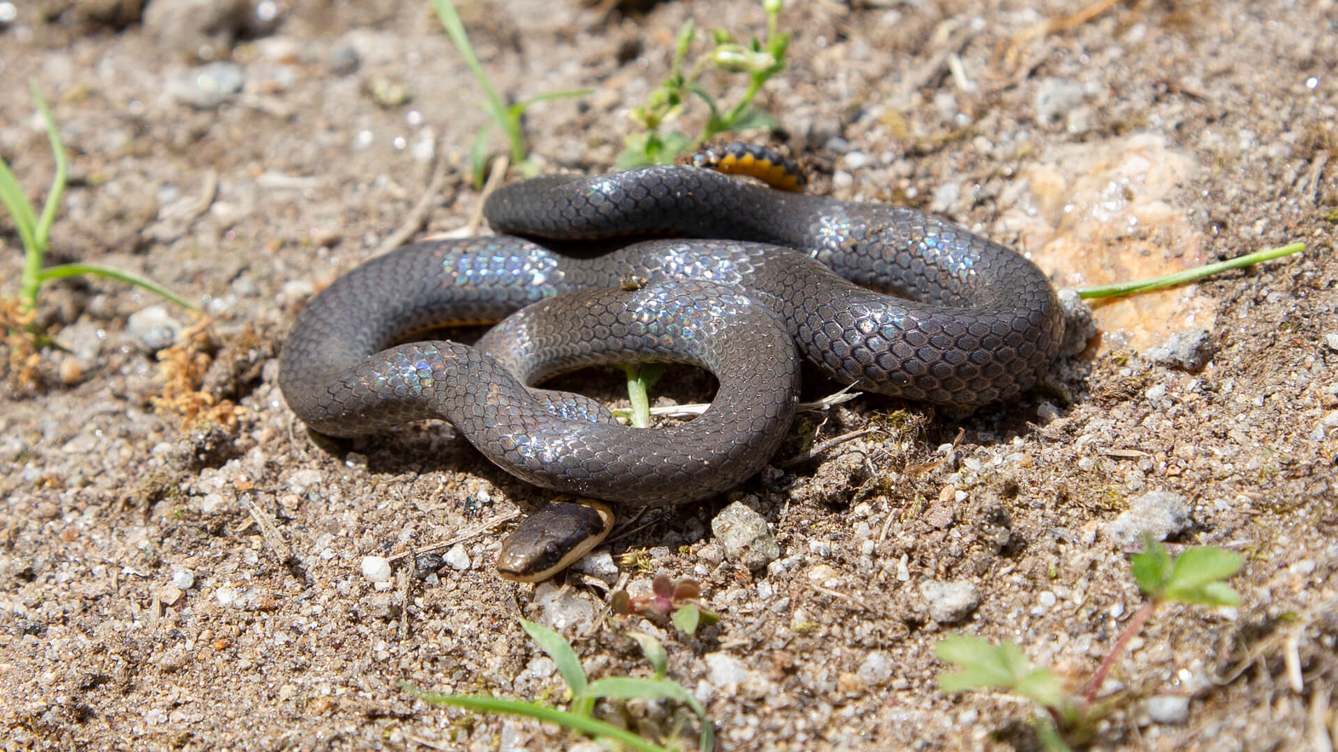 Northern Ringneck Snake