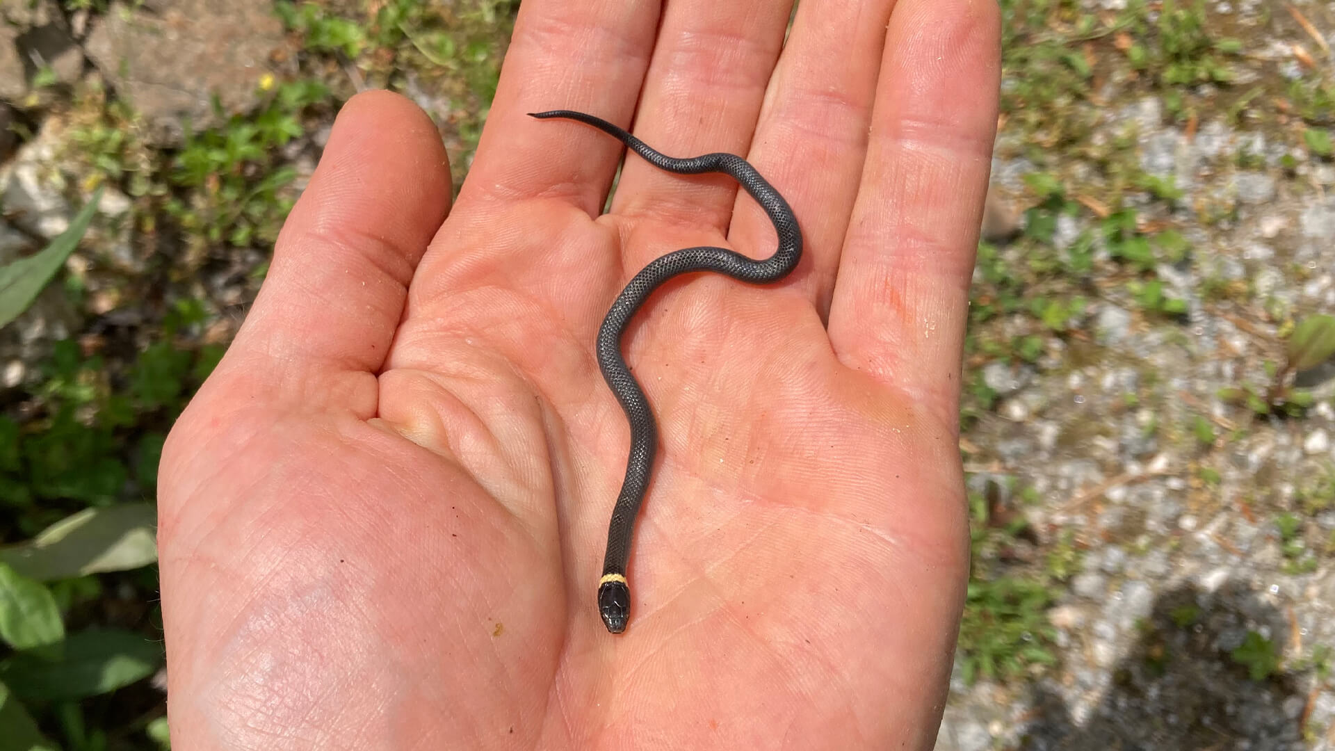 Baby Northern Ringneck Snake