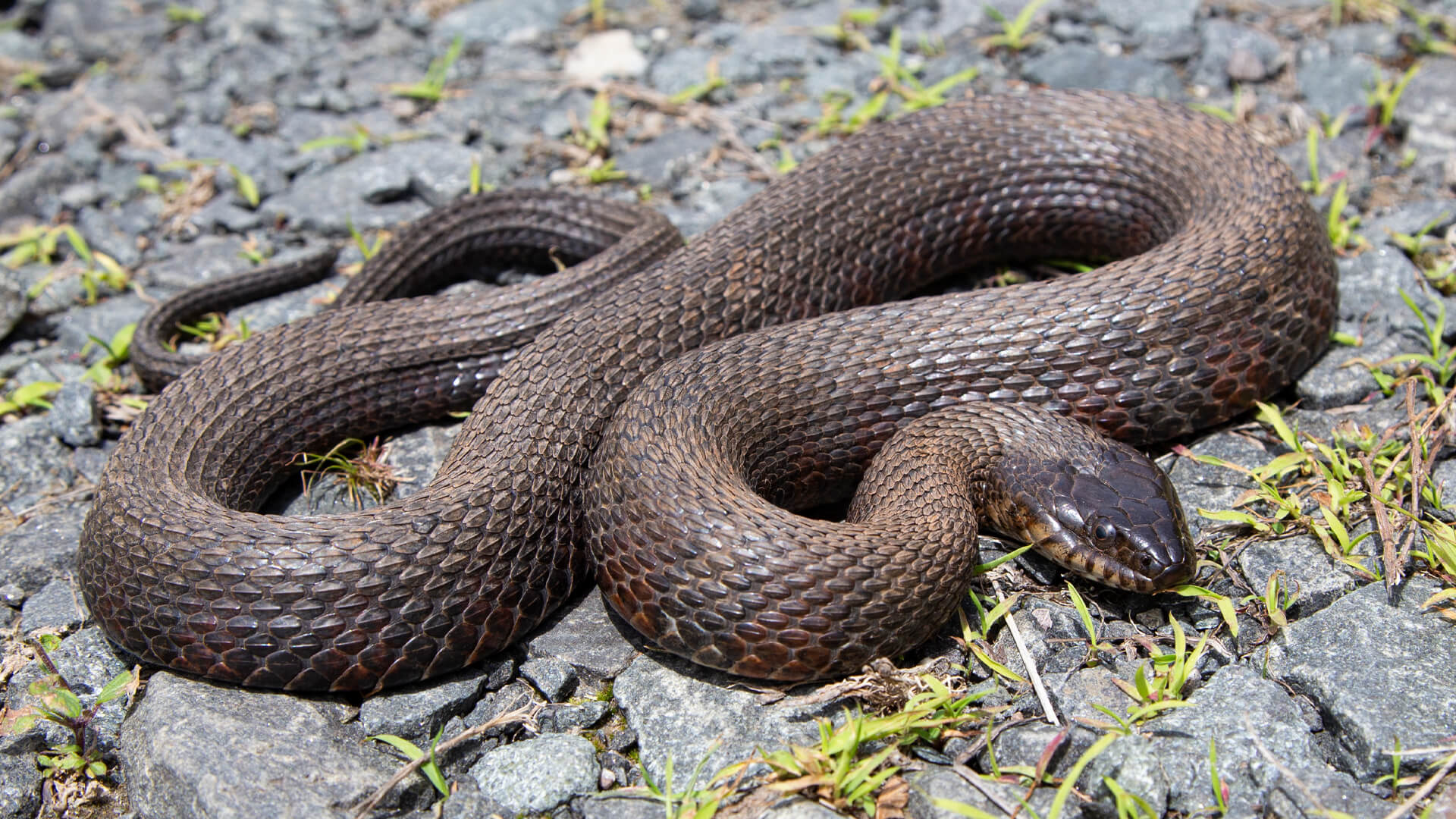 Northern Water Snake