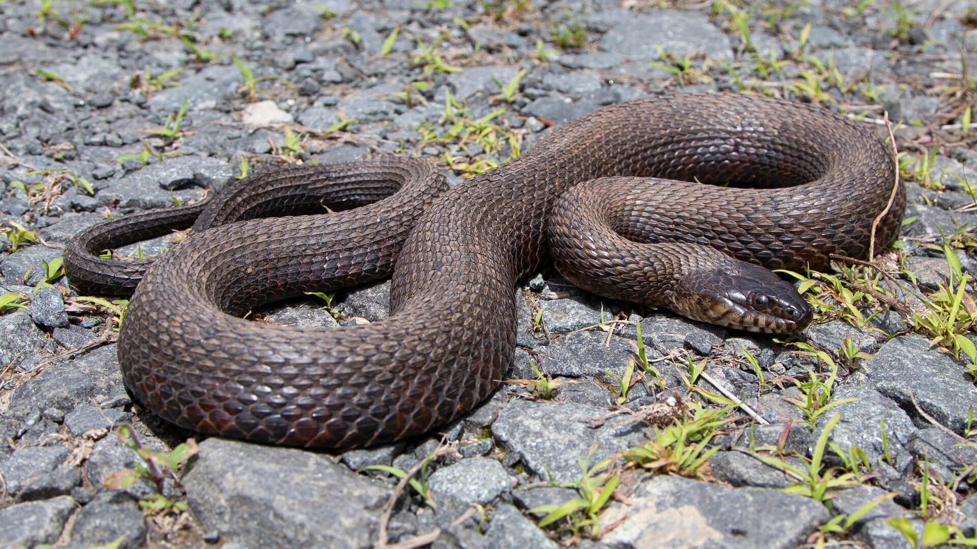 Northern Water Snake