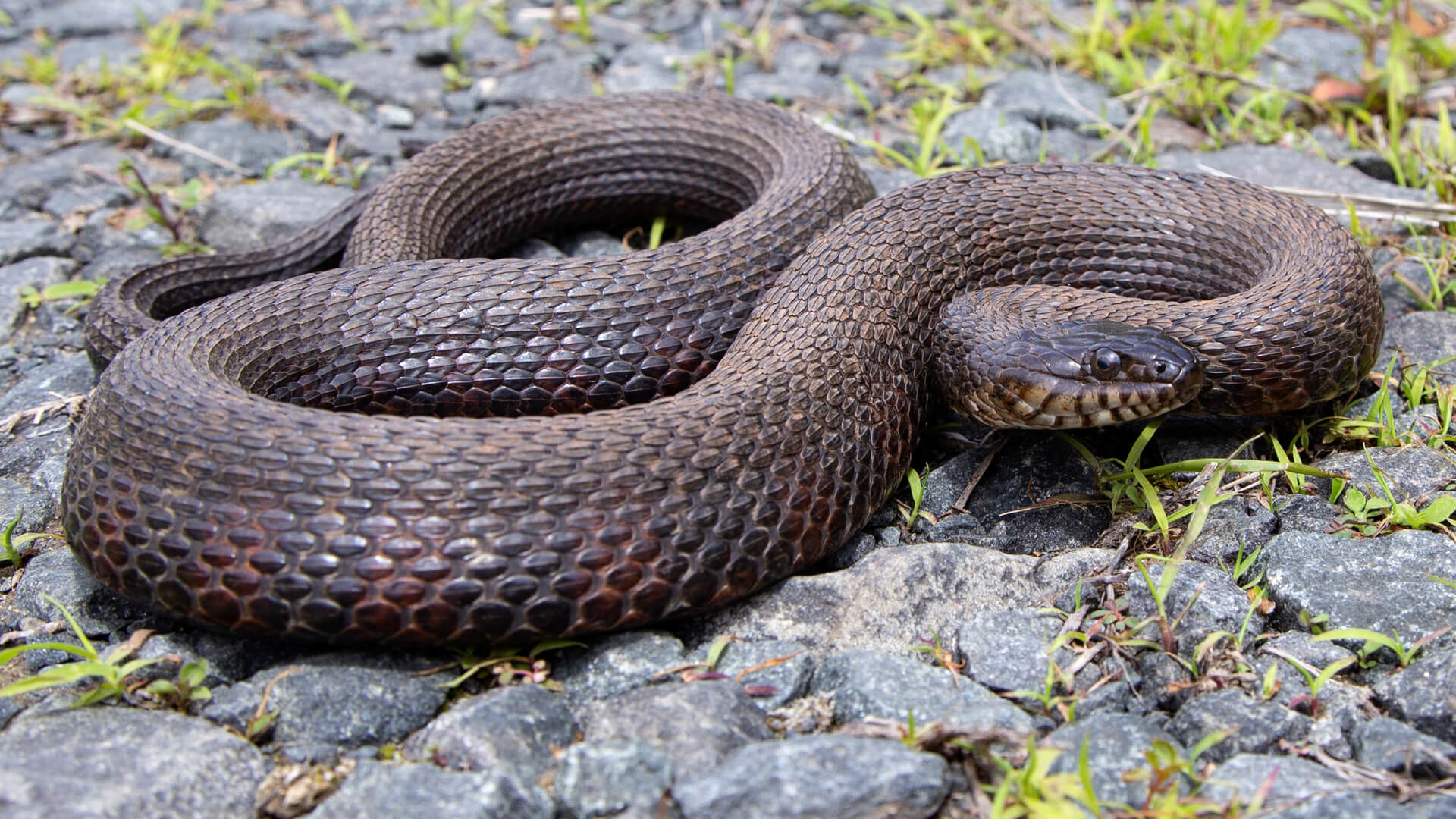 Northern Water Snake