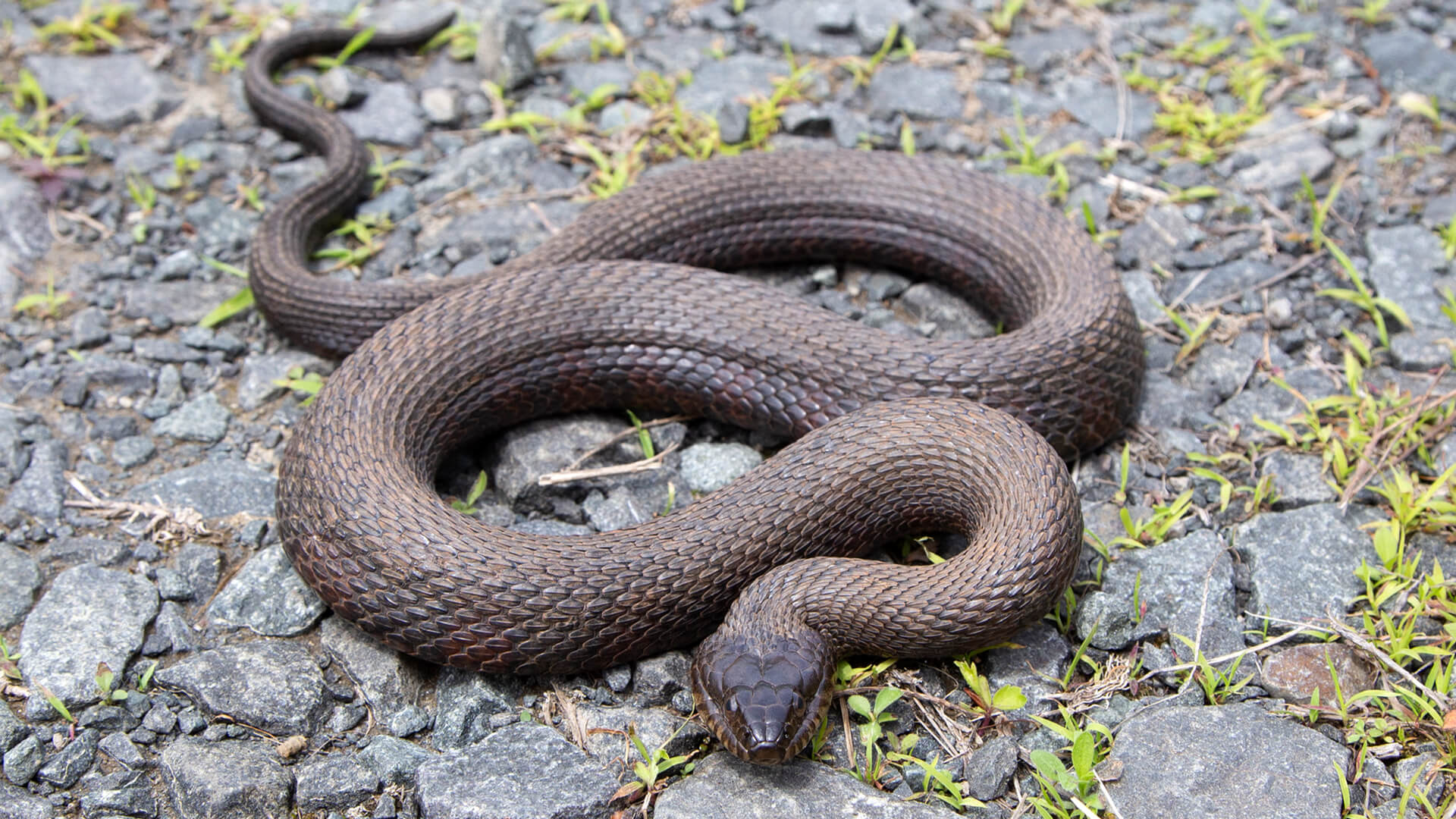 Northern Water Snake