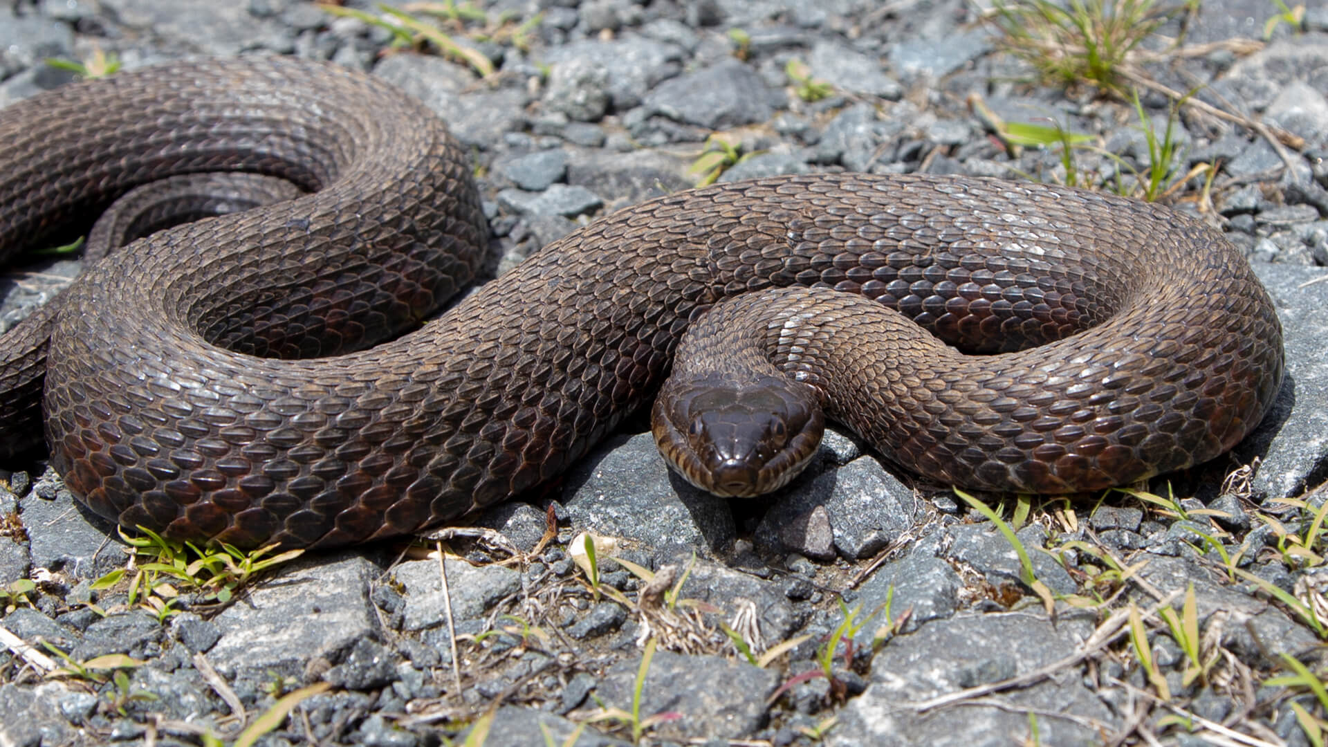 Northern Water Snake