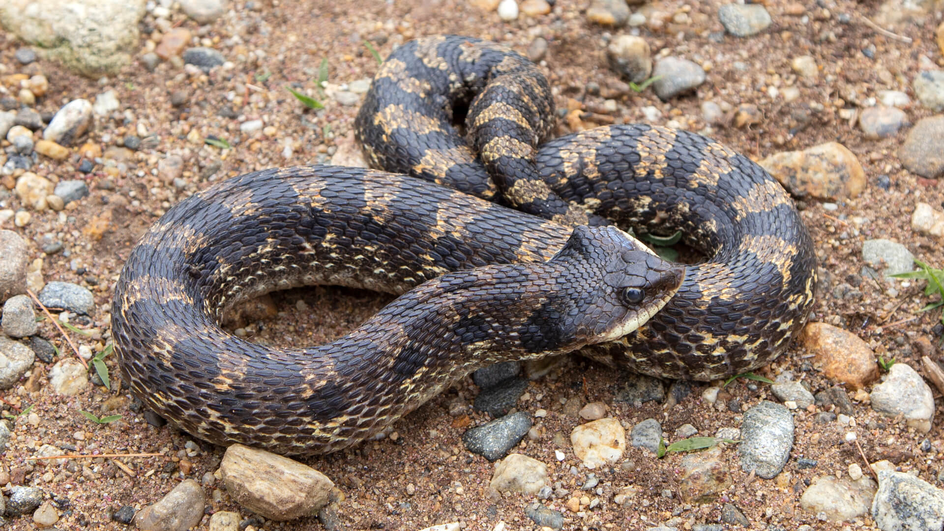 Eastern Hognose Snake