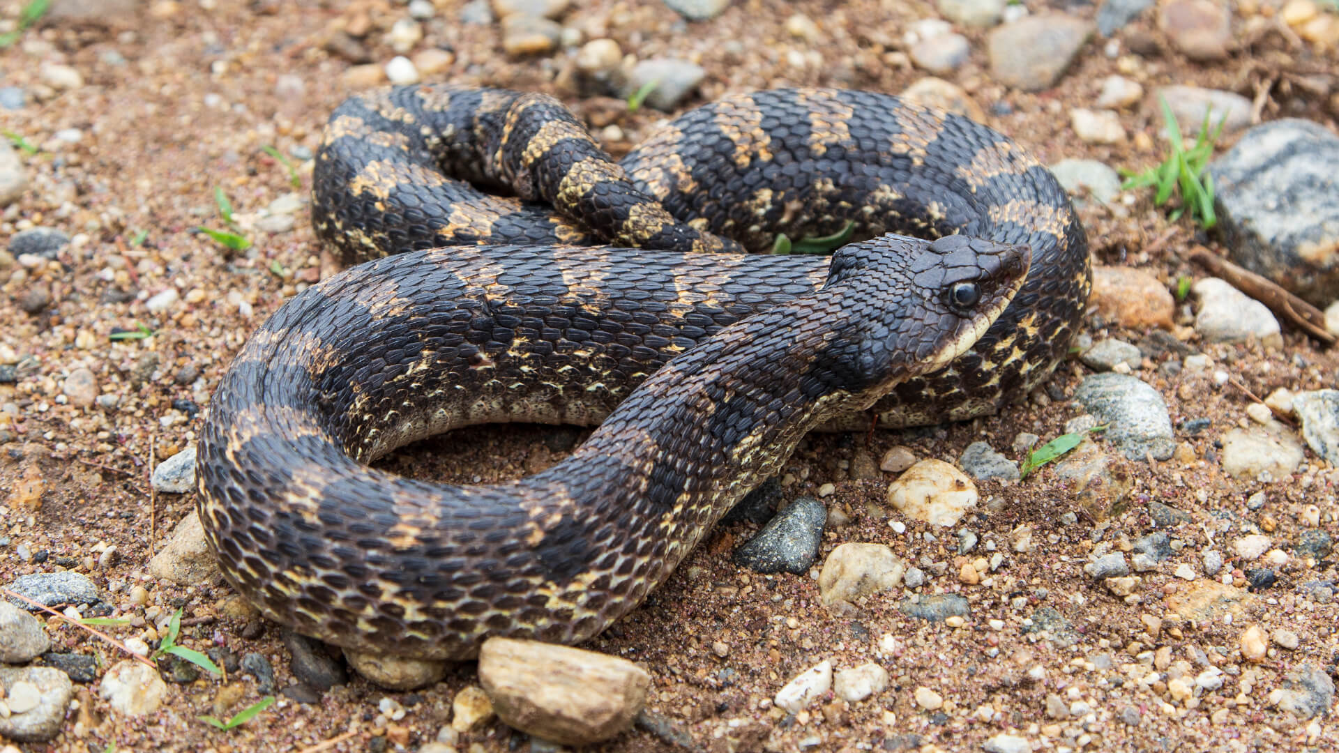 Eastern Hognose Snake