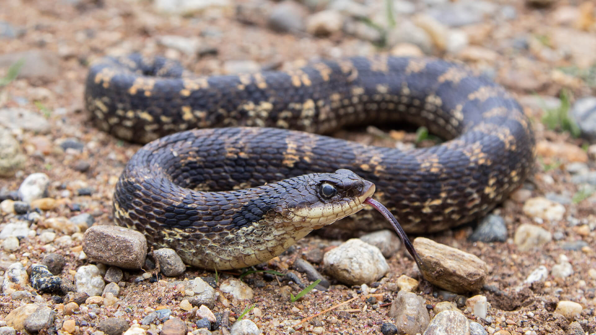 Eastern Hognose Snake