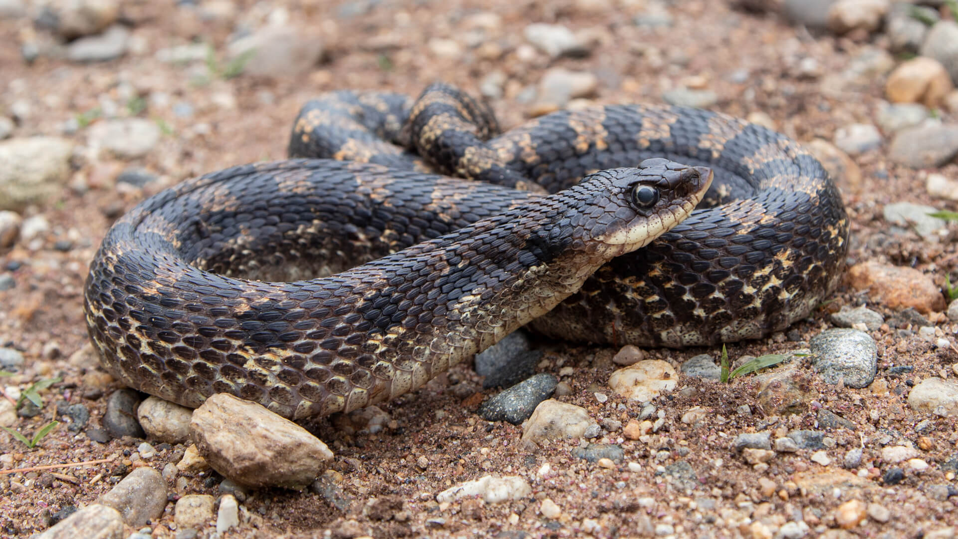Eastern Hognose Snake