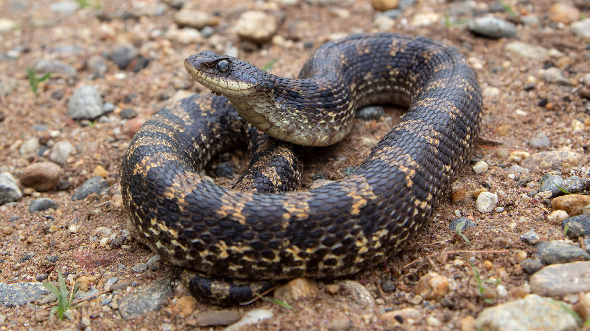 Eastern Hognose Snake