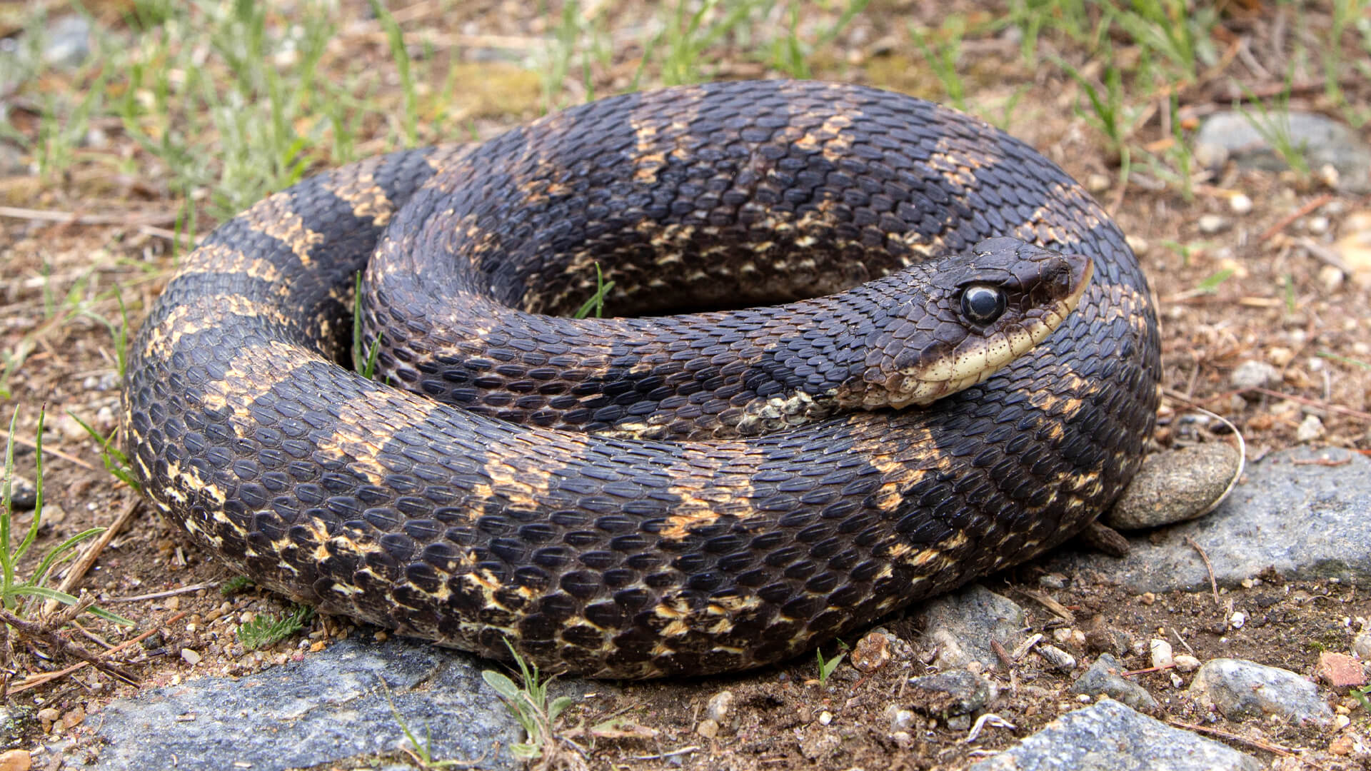 Eastern Hognose Snake