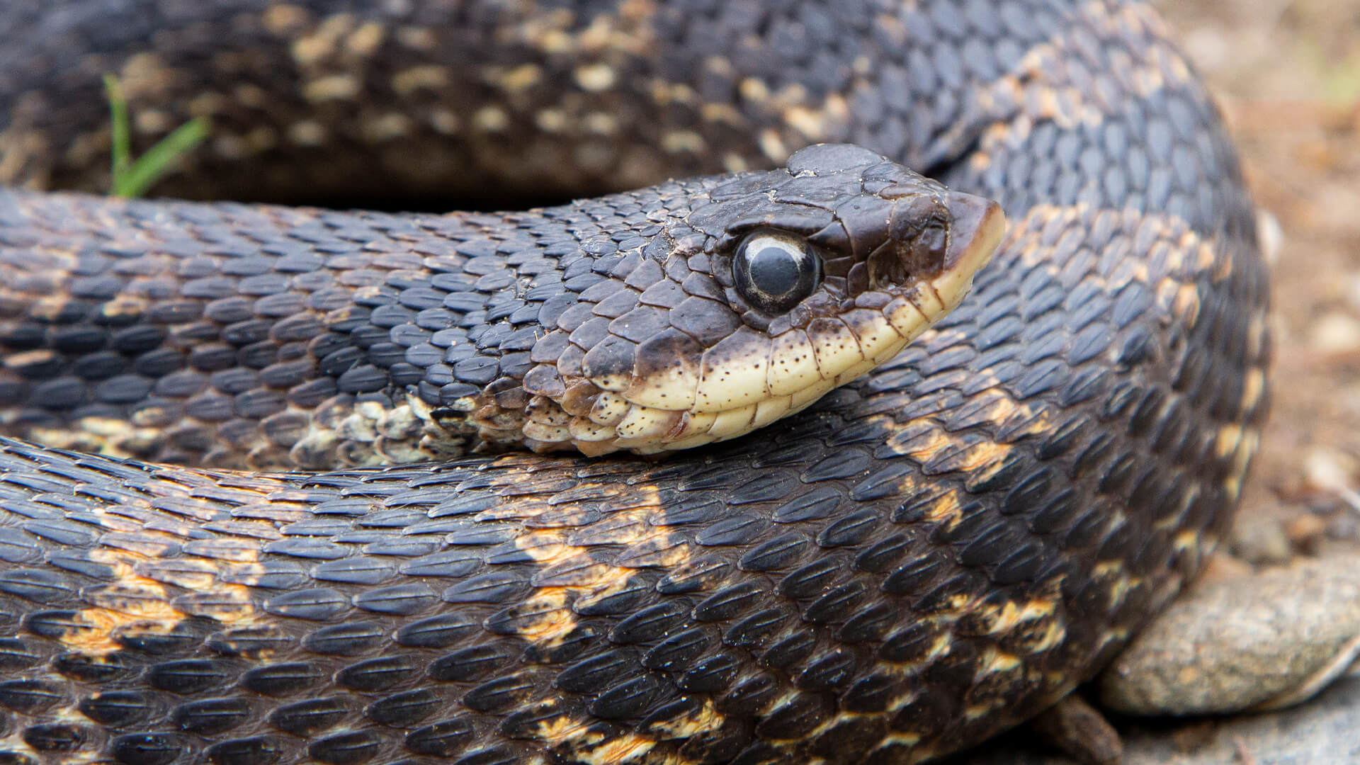Eastern Hognose Snake